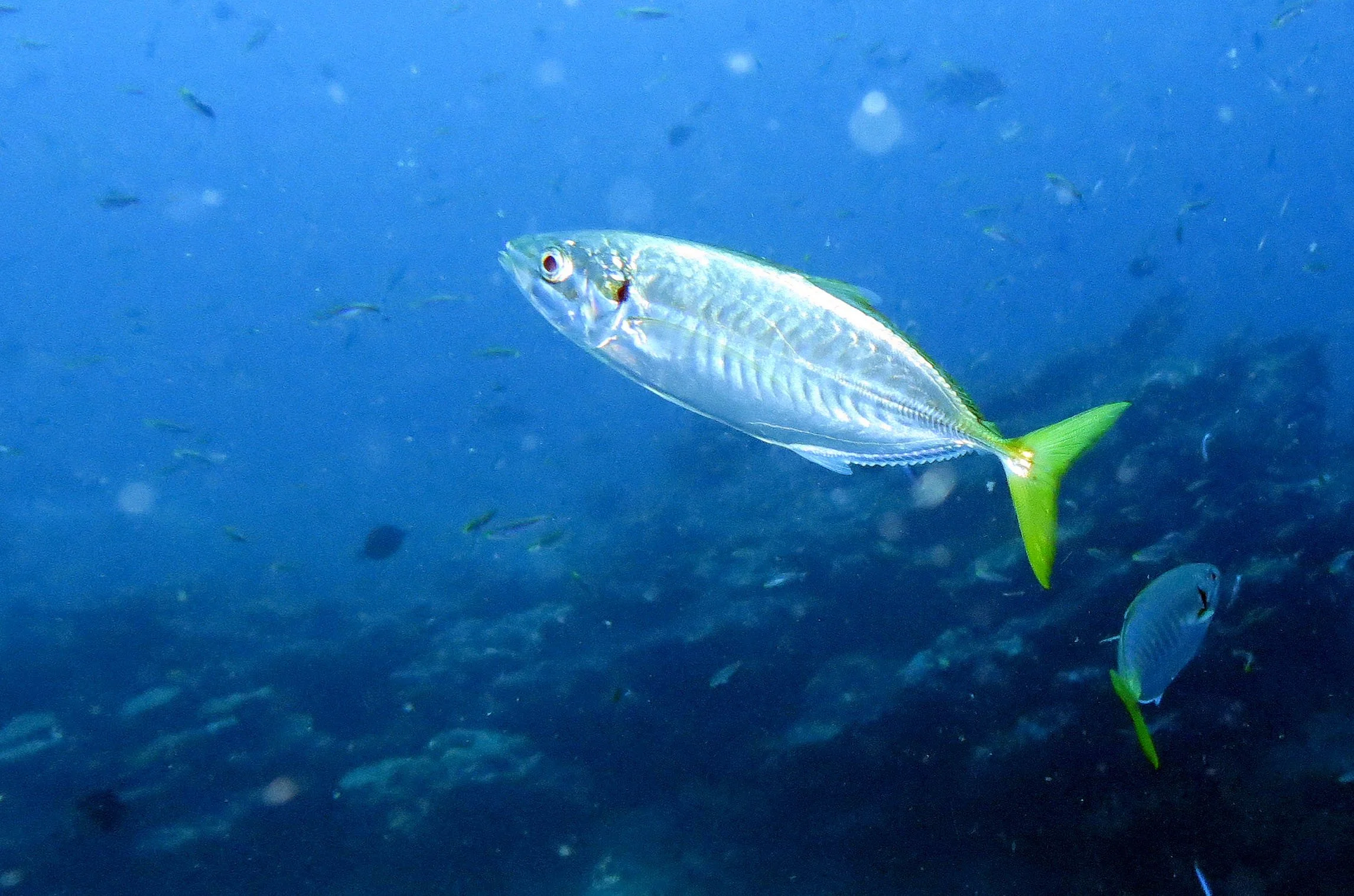 Carangidae - Atule mate - Yellowtail Scad - Similans Thailand