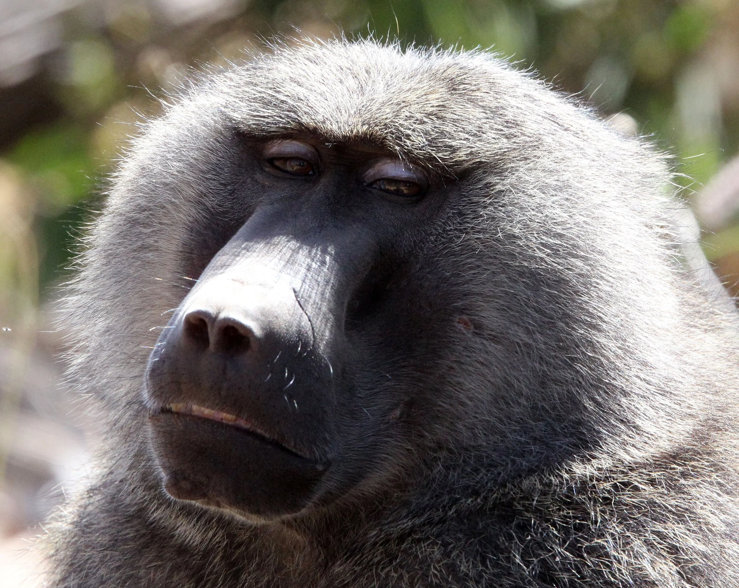 CERCOPITHECIDAE - Papio anubis - OLIVE BABOON - SAMBURU NATIONAL RESERVE KENYA (80).JPG