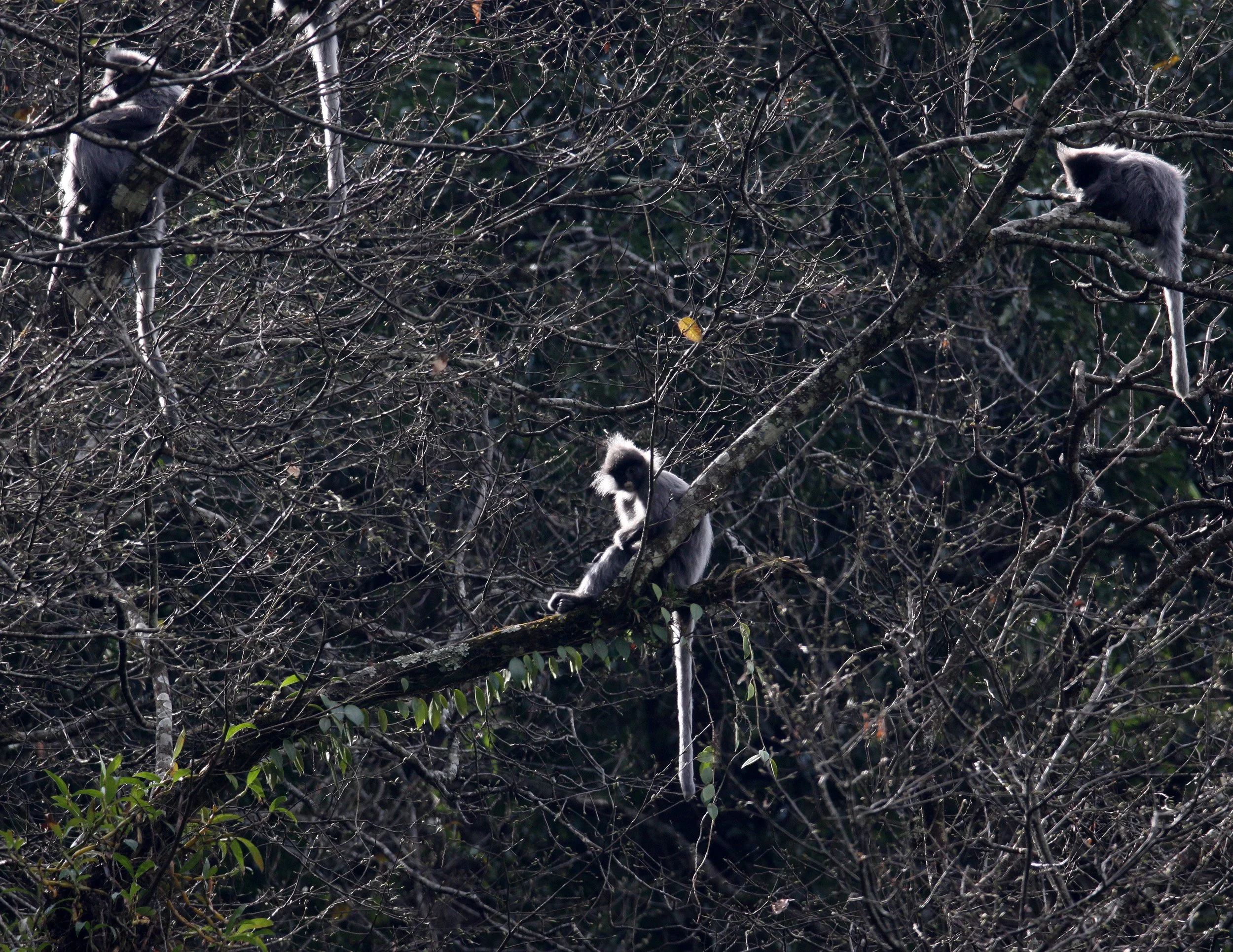 CERCOPITHECIDAE - Trachypithecus crepusculus - INDOCHINESE GRAY LANGUR - WULIANGSHAN NATURE RESERVE YUNNAN CHINA (75).JPG