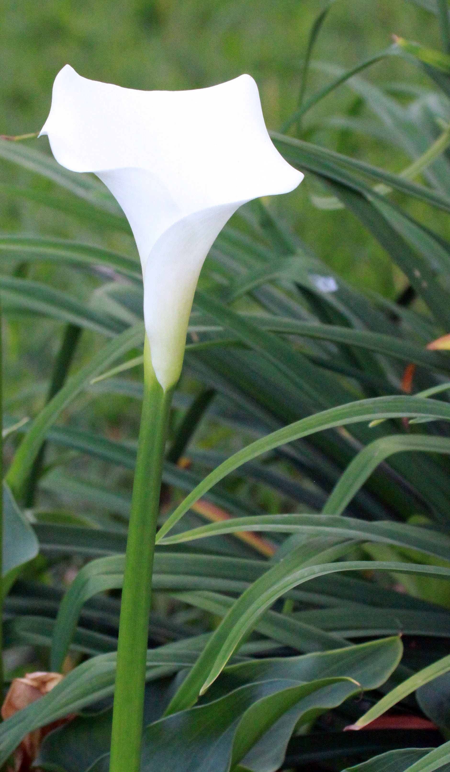 NYUNGWE NATIONAL PARK RWANDA (576).JPG