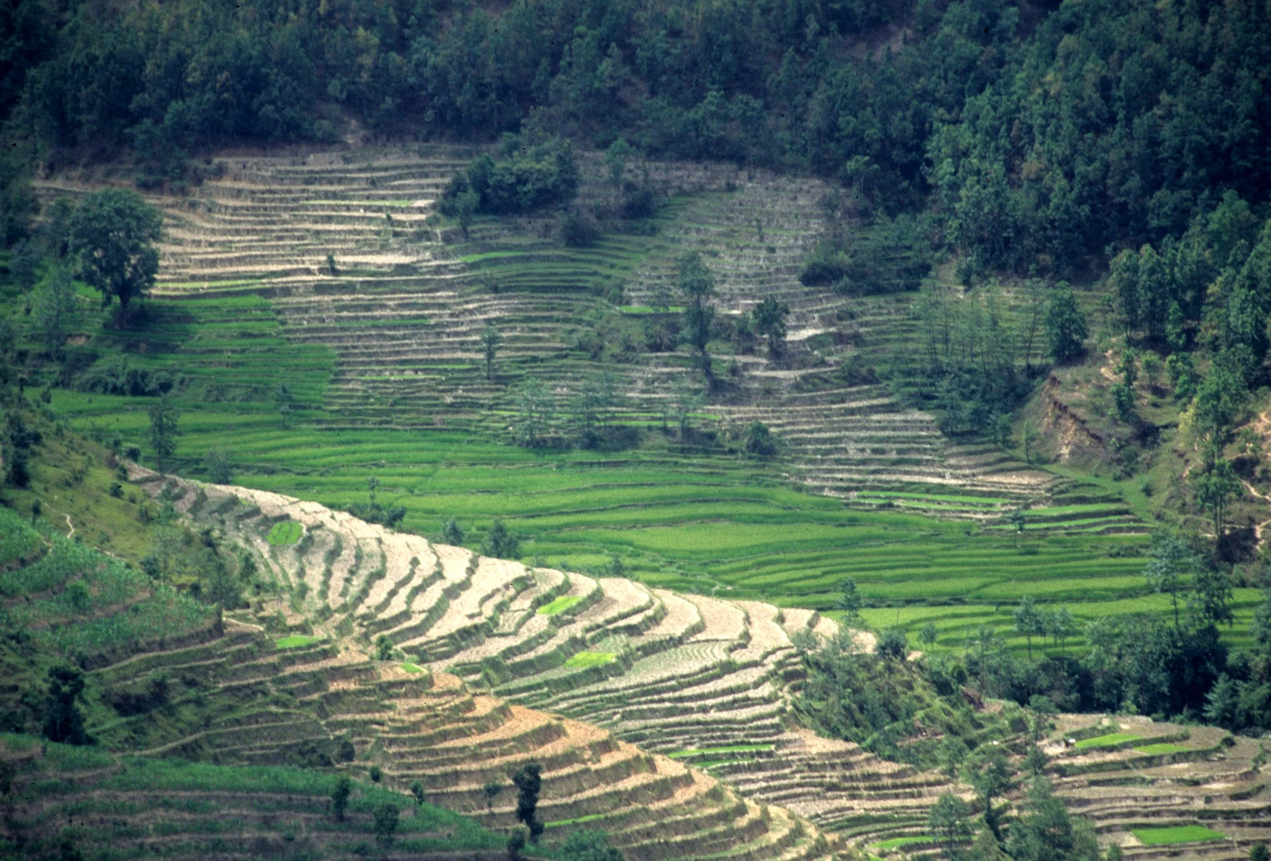 NEPAL - TERRACED RICE FIELD IN HIMALAYA FOOTHILLS.jpg