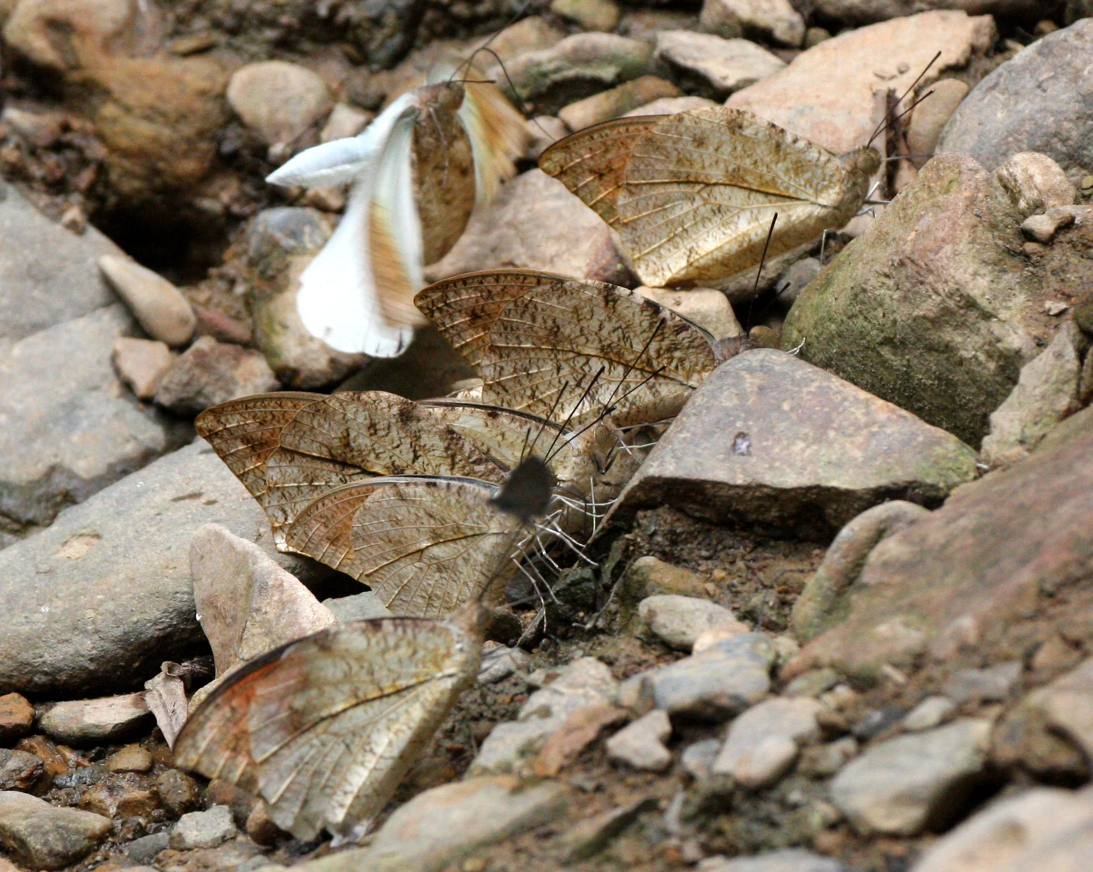 Pieridae - Great Orange-tip (Hebomoia glaucippe) Kaeng Krachan NP, Thailand