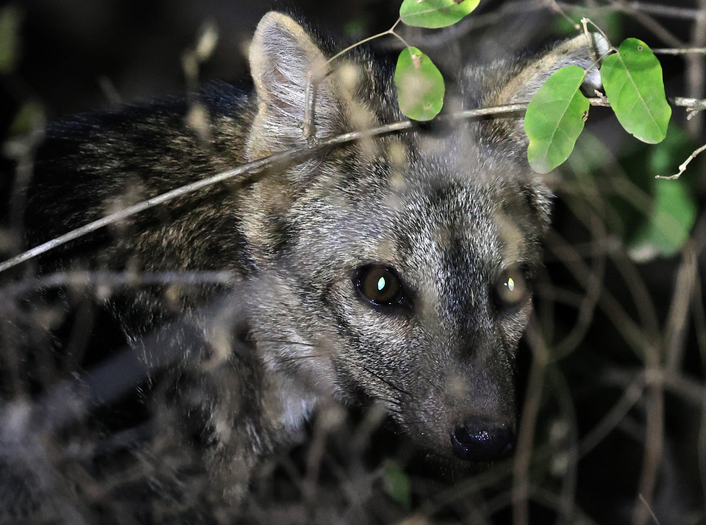 Crab-eating Fox (Cerdocyon thous) Agua Dulce Paraguay (68).jpg