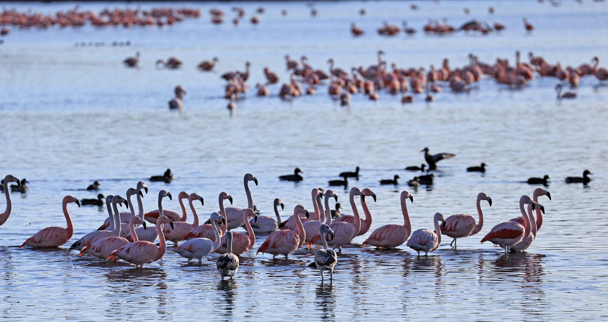 Chilean Flamingo (Phoenicopterus chilensis) Lagunas del Ornitólogo, Trelew Argentina (6).jpg