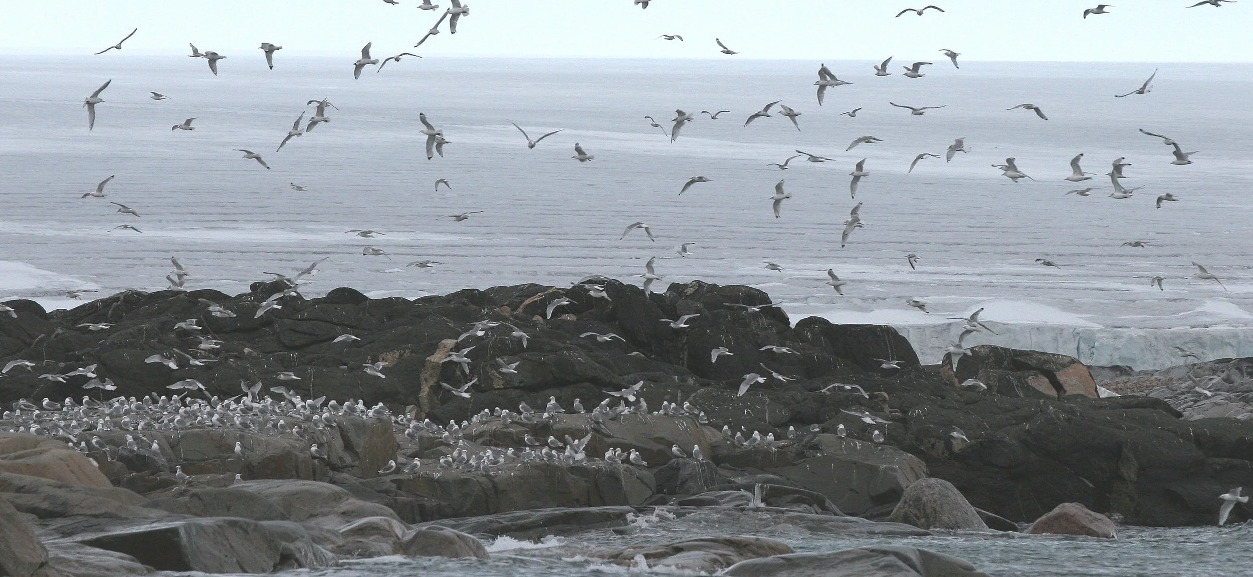 BIRD - TERN - ARCTIC TERN - SVALBARD (32).jpg