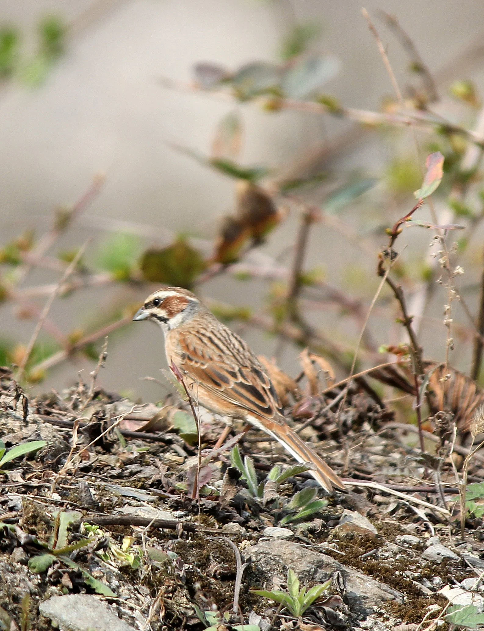 Meadow Bunting (Emberiza cioides) Donghekou Earthquake Village & Memorial, Sichuan China (3).JPG