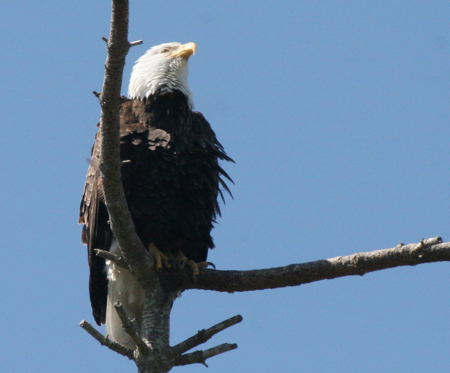 Haliaeetus leucocephalus - AMERICAN BALD EAGLE - CLINE SPIT OVERLOOK SEQUIM WA (9).JPG