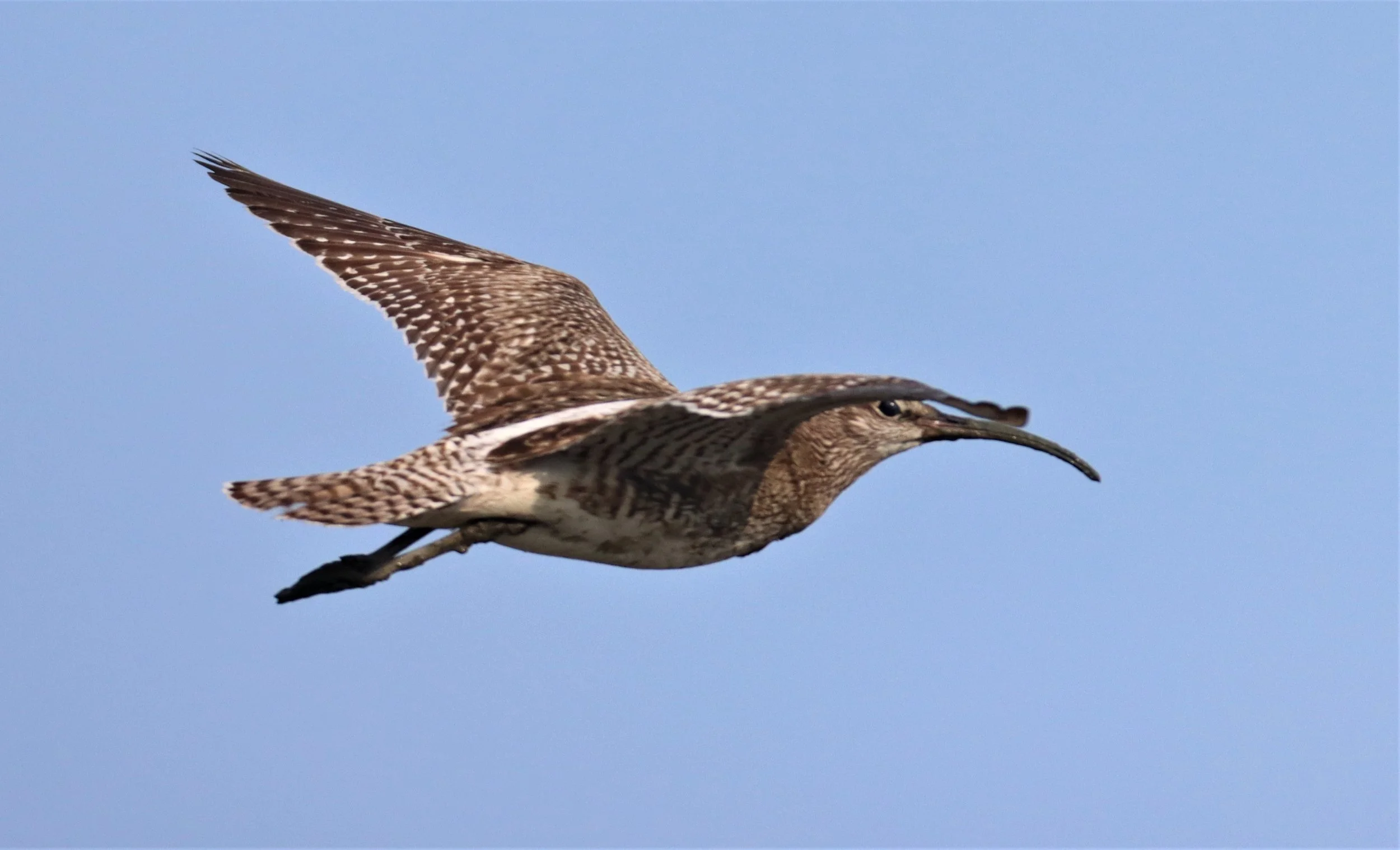 WHIMBREL - Numenius phaeopus - AO MAHACHAI MANGROVE FOREST (2).jpg