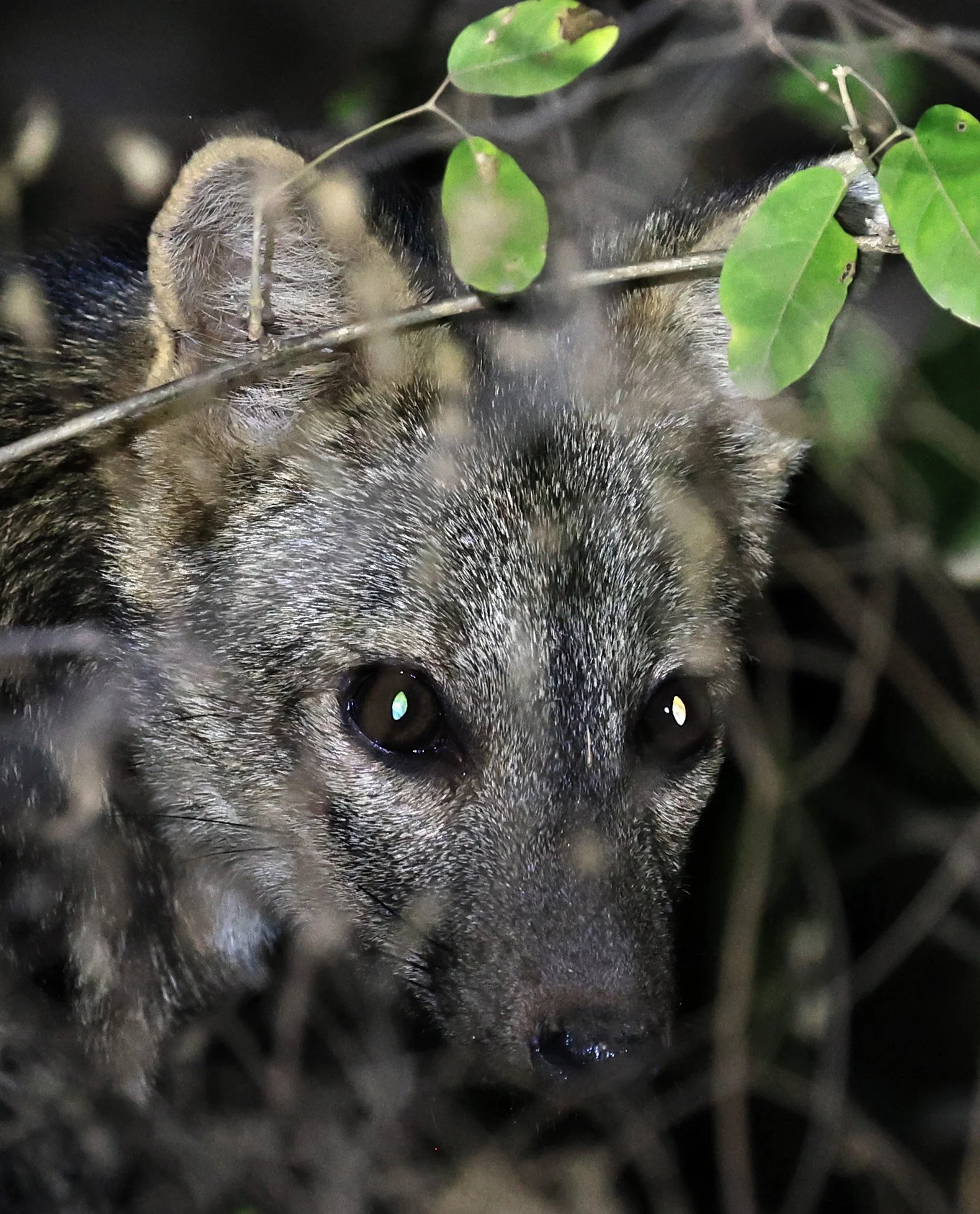 Crab-eating Fox (Cerdocyon thous) Agua Dulce Paraguay (54).jpg