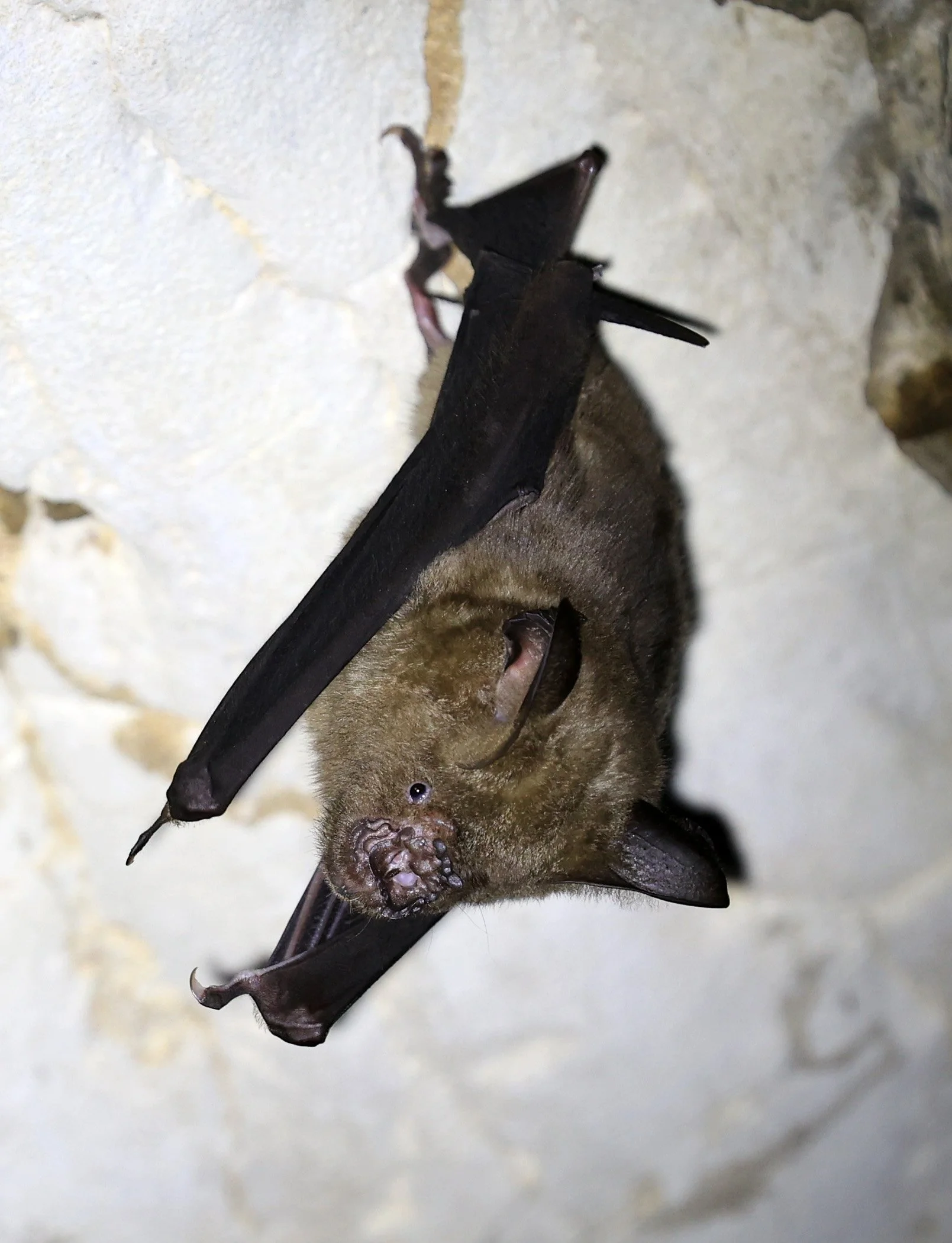 Great Himalayan Leaf-nosed Bat (Hipposideros armiger) Wat Sa Nam Sai Temple Pak Chong Thailand (7).jpg