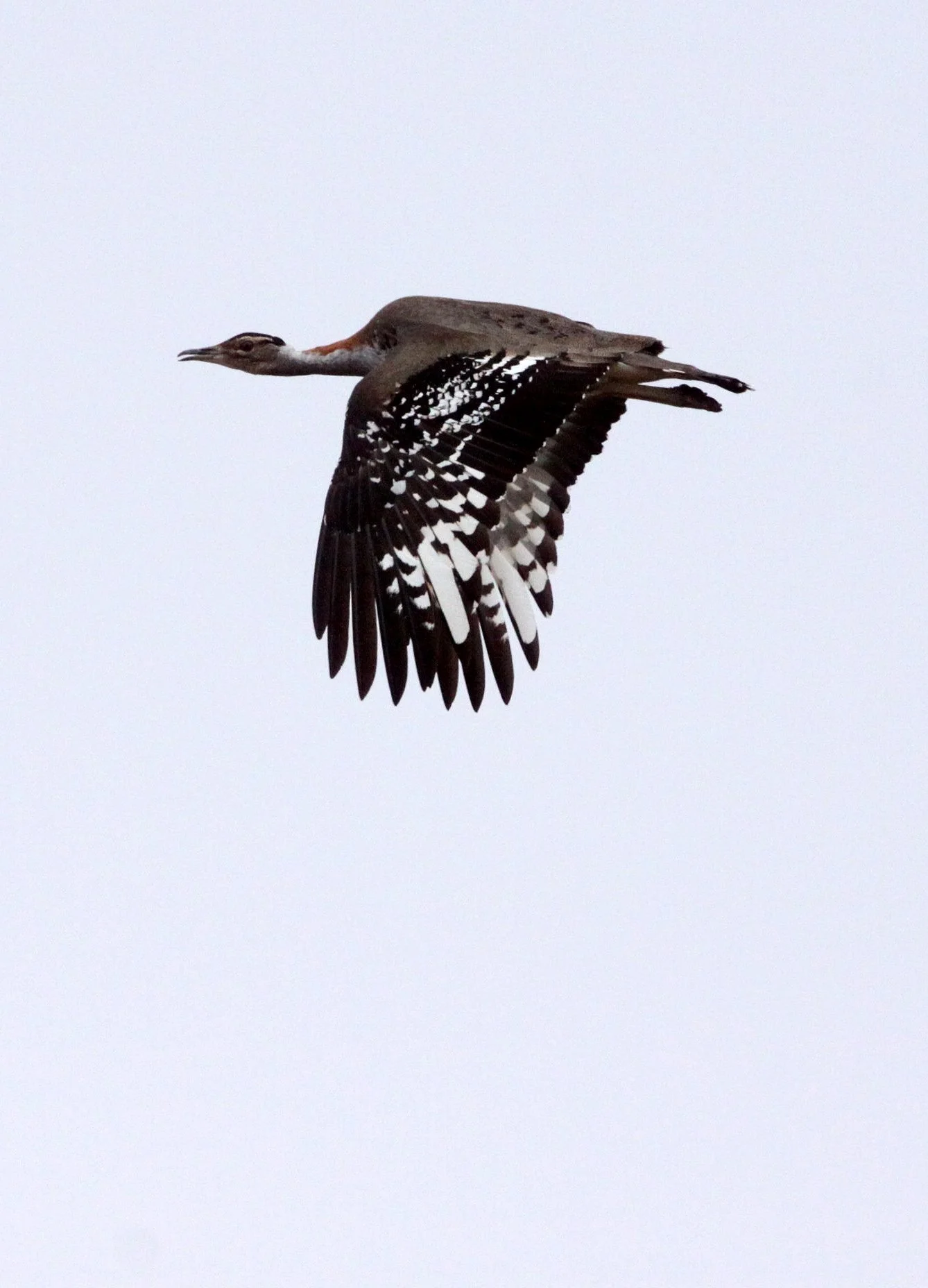 Ludwig's bustard (Neotis ludwigii) Bontebok NP, South Africa (8).JPG