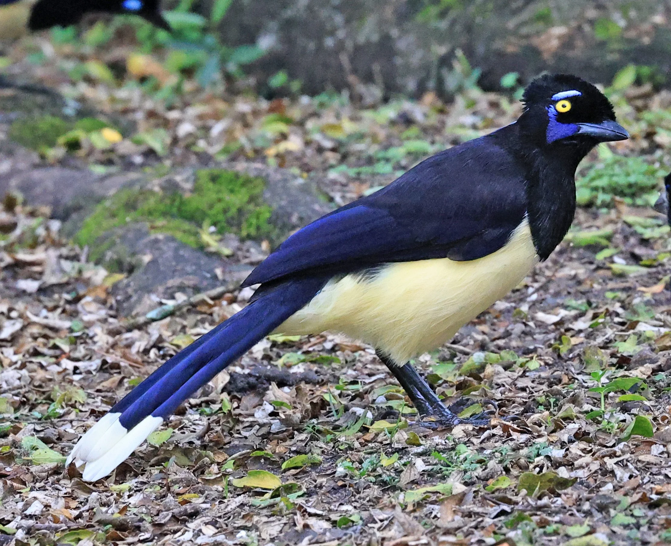 Plush-crested Jay (Cyanocorax chrysops) El Palmar National Park, Entre Rios, Argentina (54).jpg