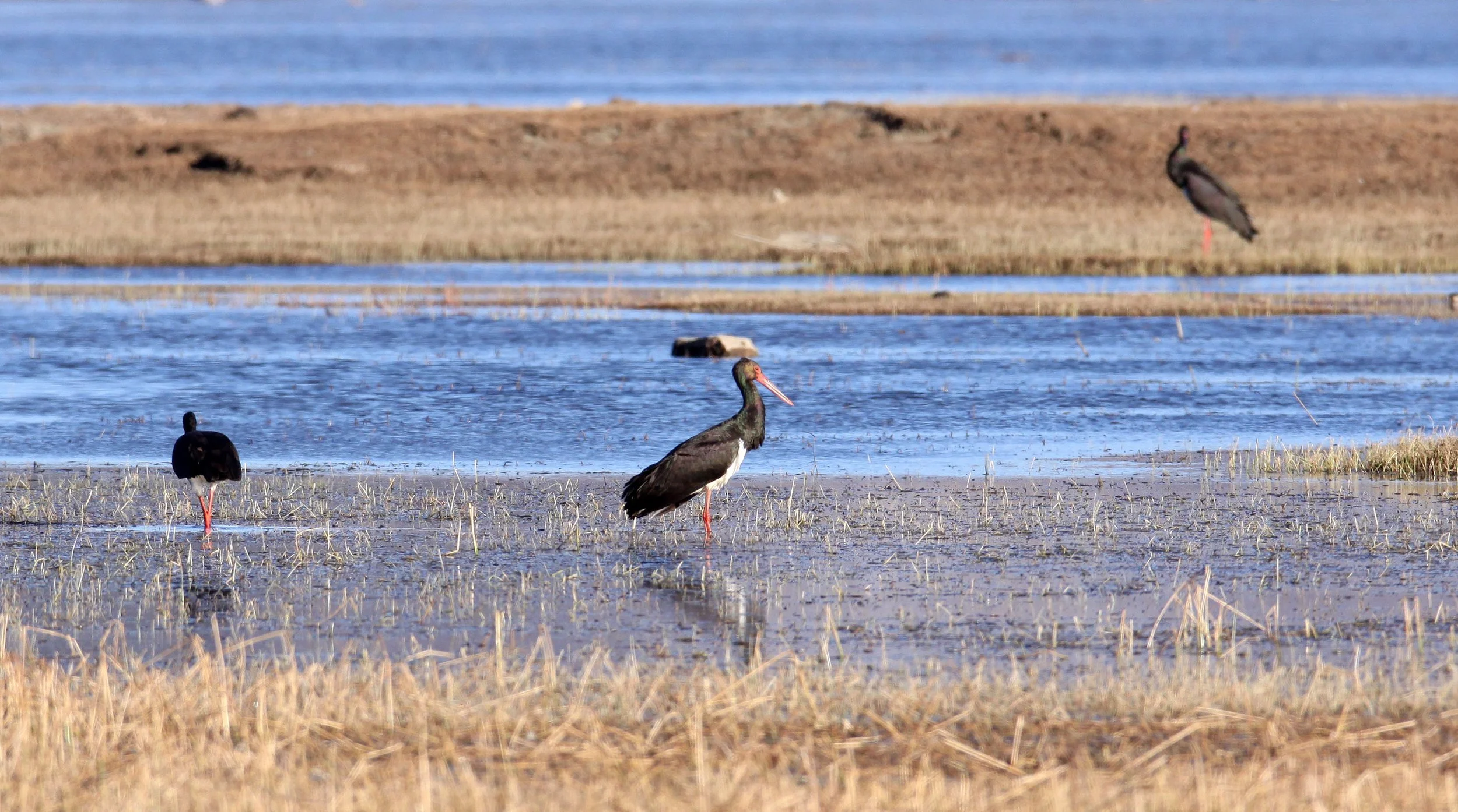 STORK - BLACK STORK - Ciconia nigra - NAPAHAI WETLANDS YUNNAN CHINA (27).JPG