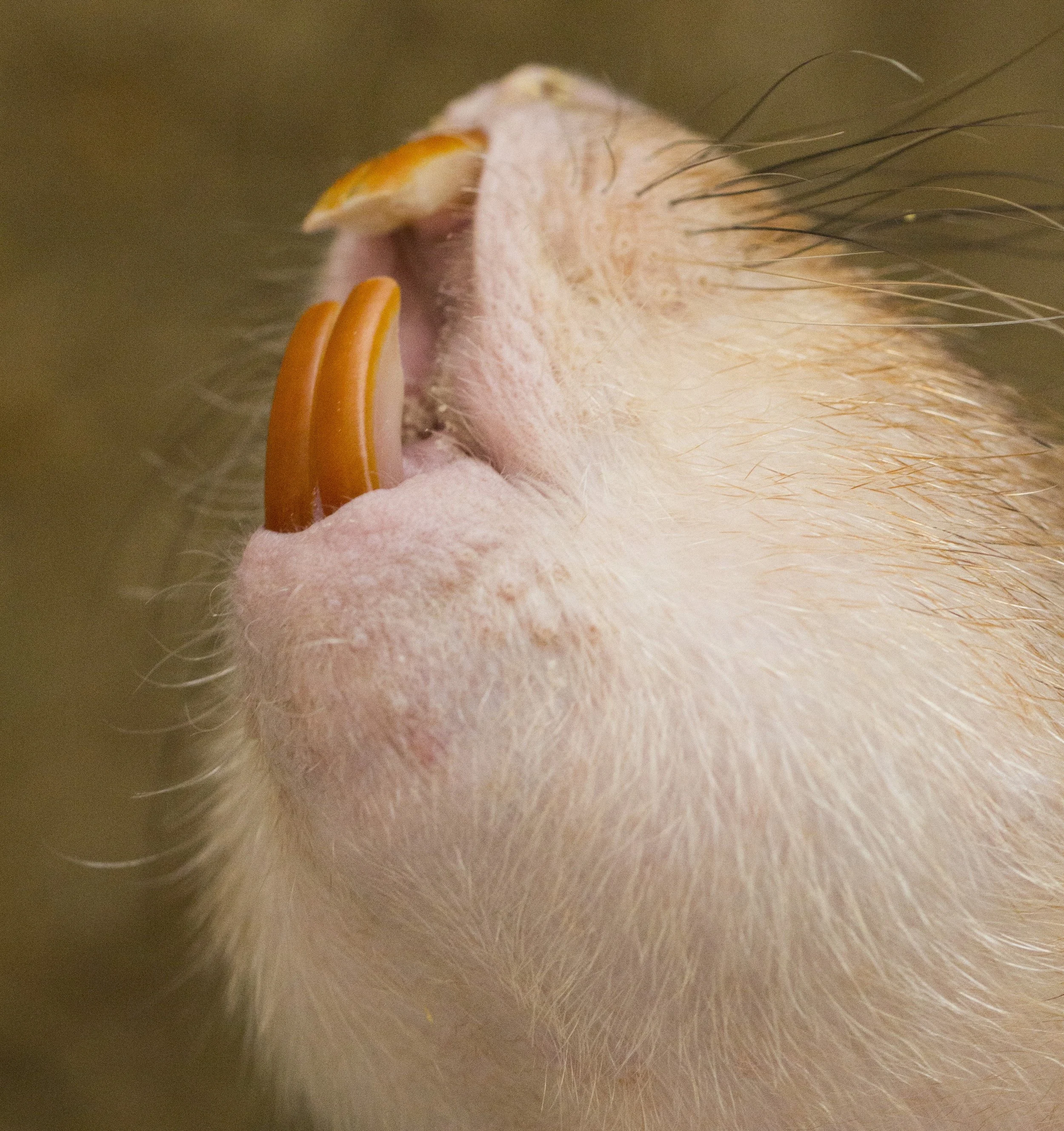 Bambo Rats Genus Rhizomys - Bamboo Rats — Coke Smith Wildlife