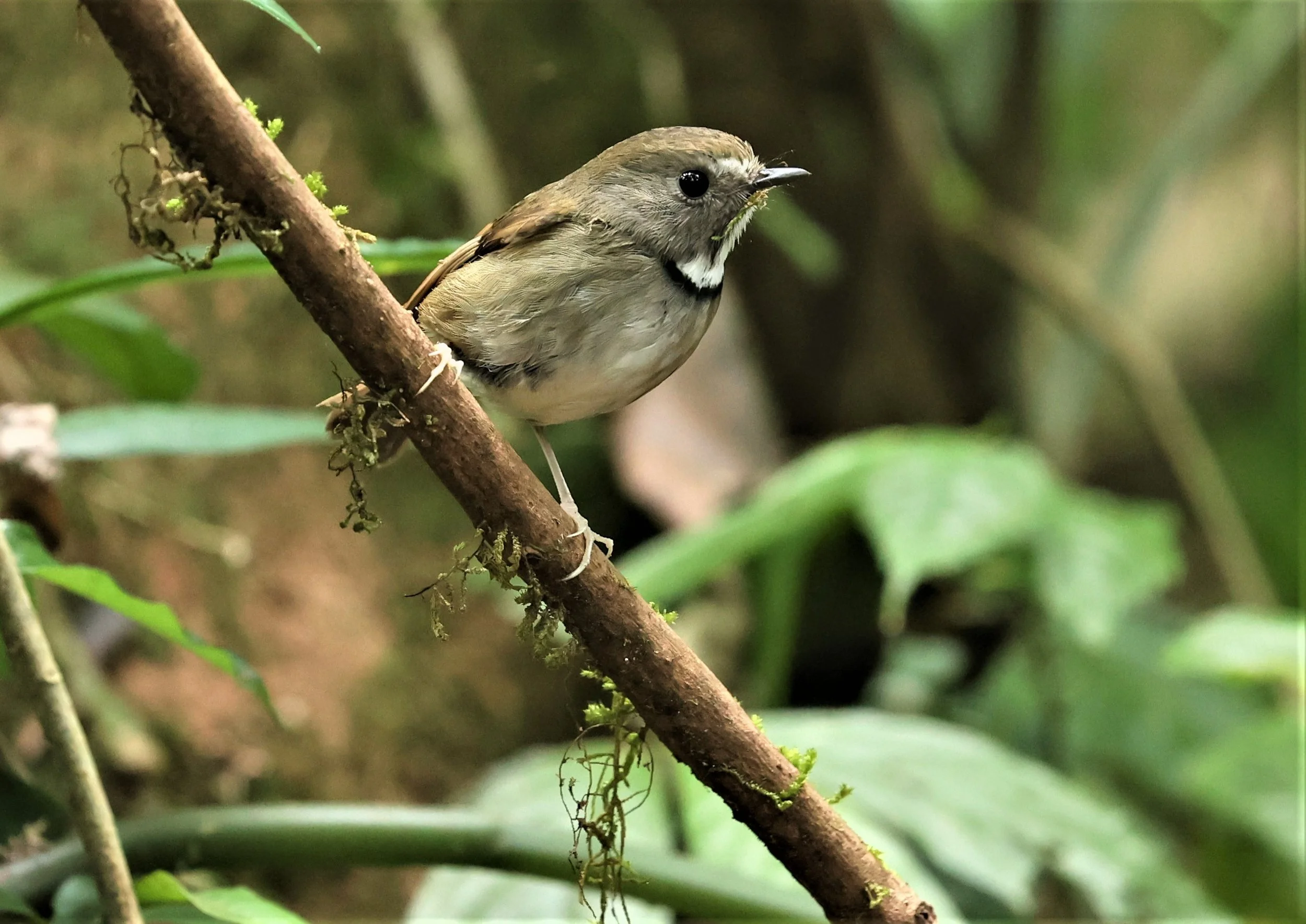FLYCATCHER - WHITE-GORGETED FLYCATCHER - Anthipes monileger - DOI PHA HOM POK NP DOI LANG EAST FEB 2022 (39).jpg