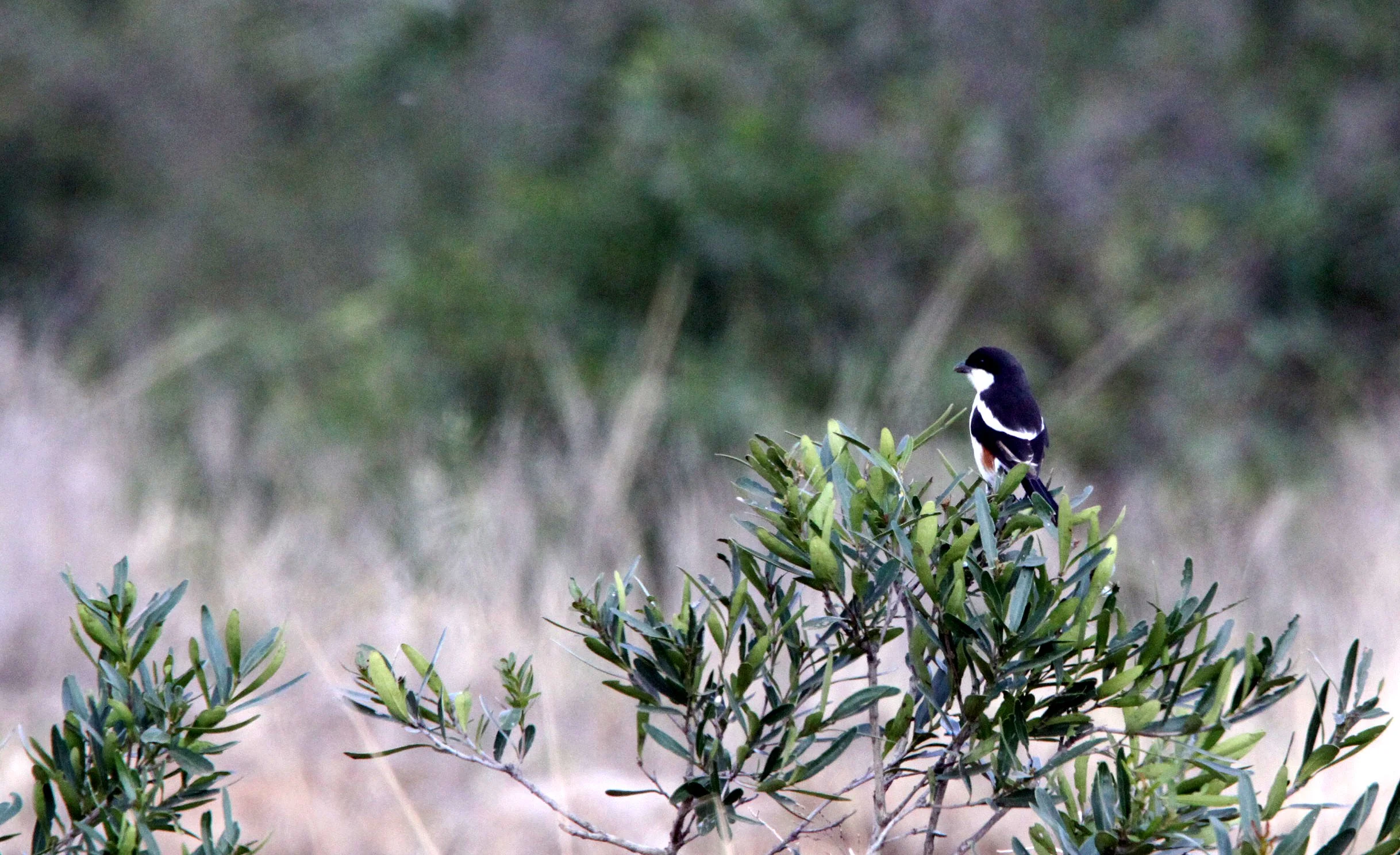 Southern Boubou (Laniarius ferrugineus) Imfolozi NP South Africa (3).JPG