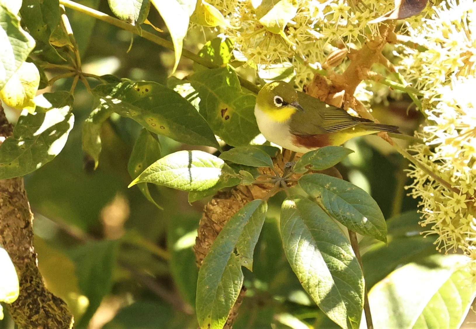 Chestnut-flanked White-eye (Zosterops erythropleurus) Doi Inthanon NP, Chiang Mai Thailand (24).jpg