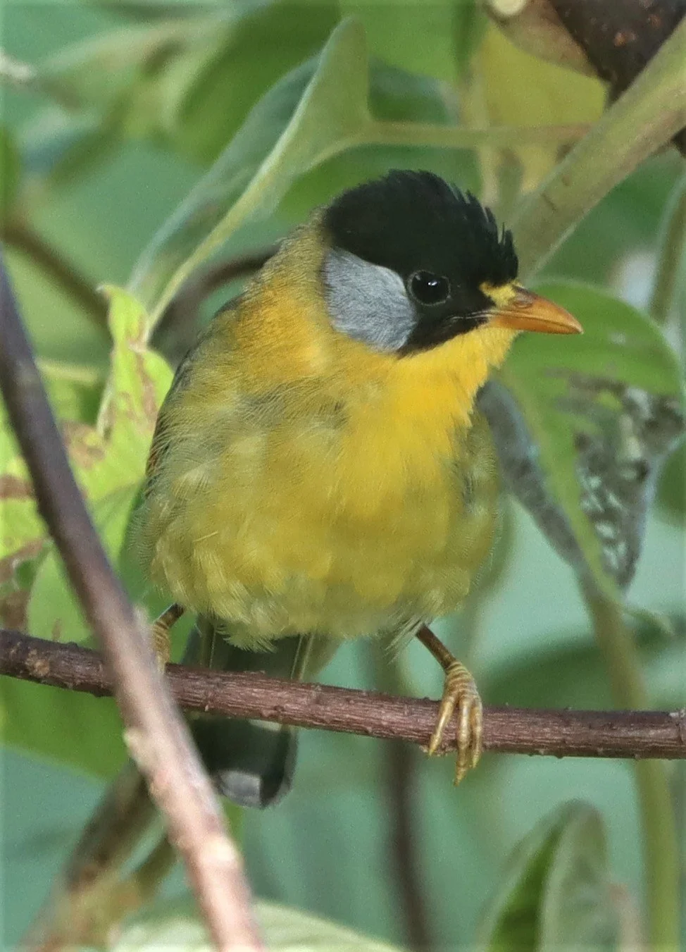 MESIA - SILVER-EARED MESIA - Leiothrix argentauris - DOI ANG KANG CHIANG MAI (30).jpg