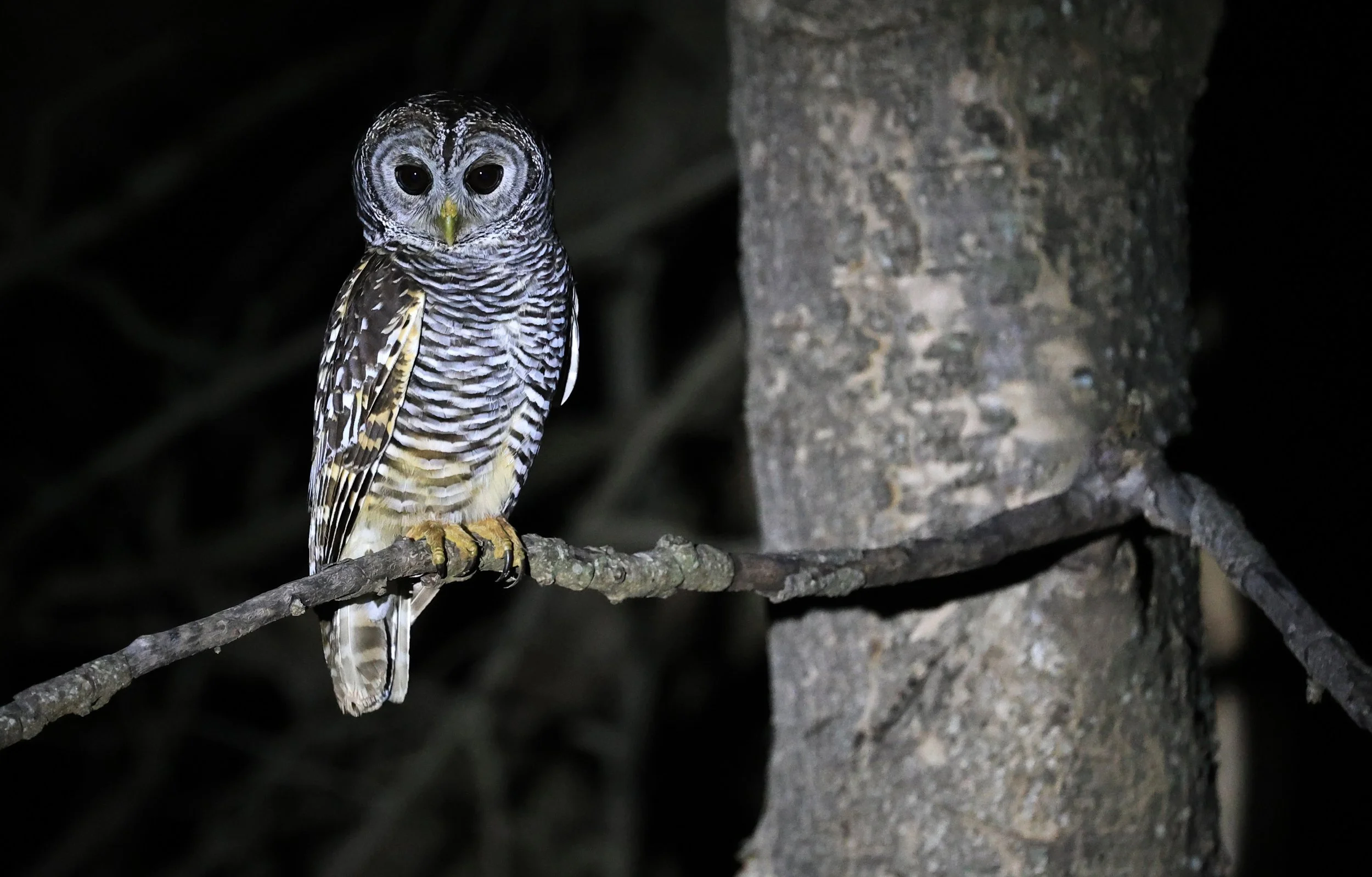 Chaco Owl (Strix chacoensis) Reserva Nueland  Selva Serena (8).jpg
