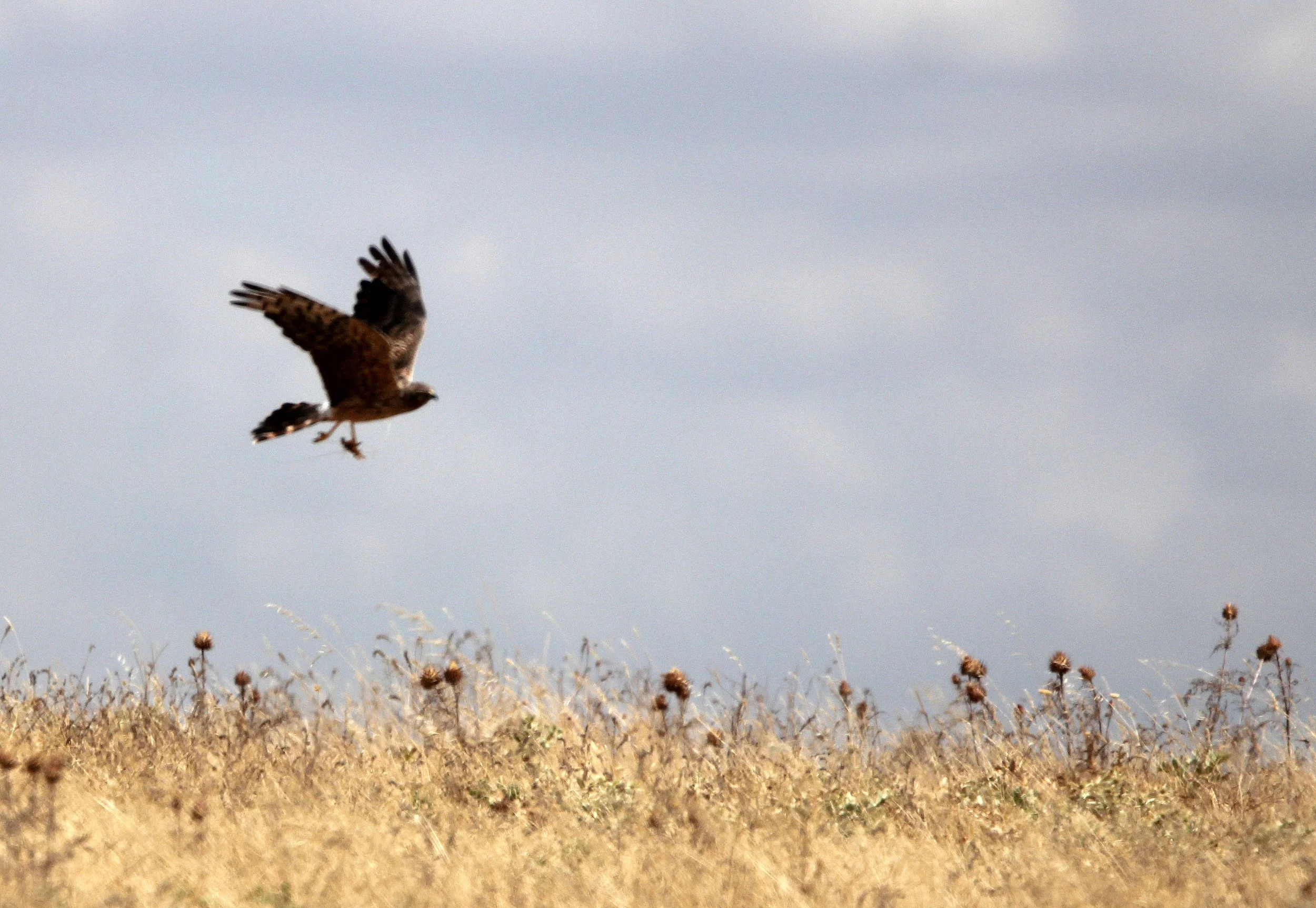 Circus pygargus - MONTAGU'S HARRIER - MALPARTIDA MIRABEL GRASSLANDS SPAIN (11).JPG