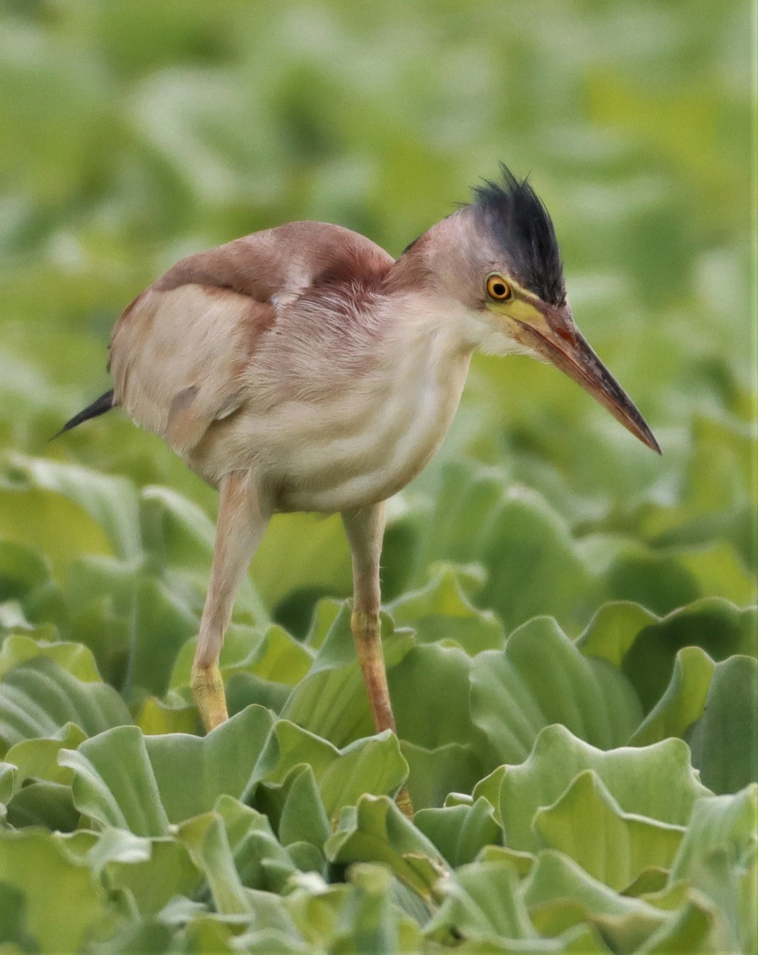 BITTERN - YELLOW BITTERN - Ixobrychus sinensis - KHON KAEN SEWAGE TREATMENT PLANT KHON KAEN UNIVERSITY  (47).jpg