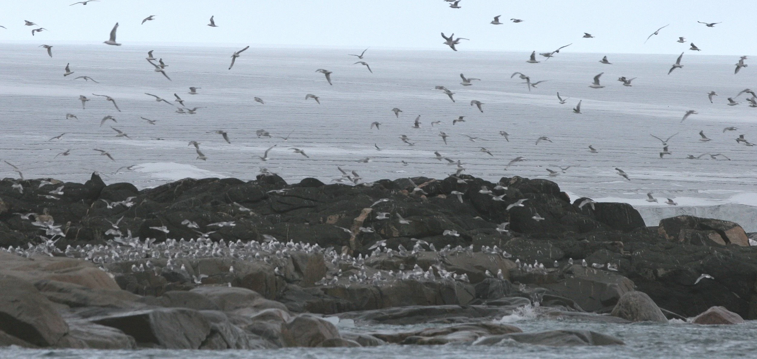 BIRD - TERN - ARCTIC TERN - SVALBARD (34).jpg