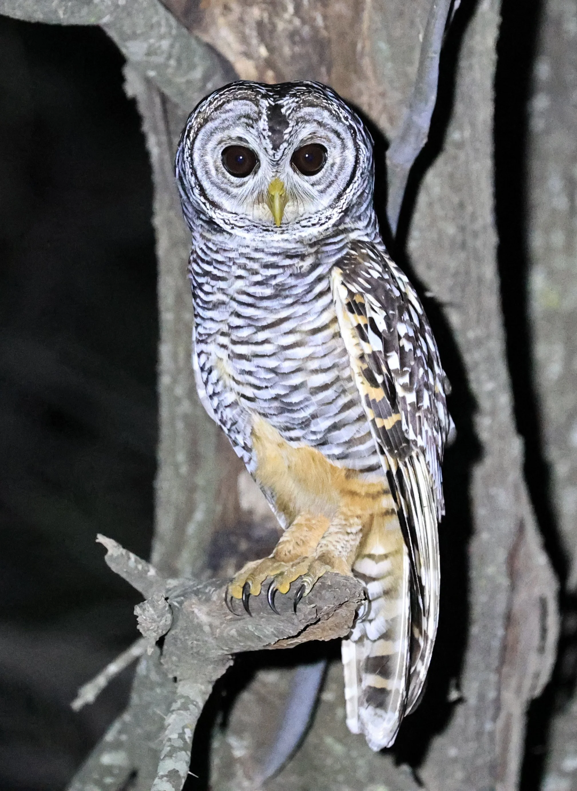 Chaco Owl (Strix chacoensis) Estancia Campo'í Paraguay (56).jpg