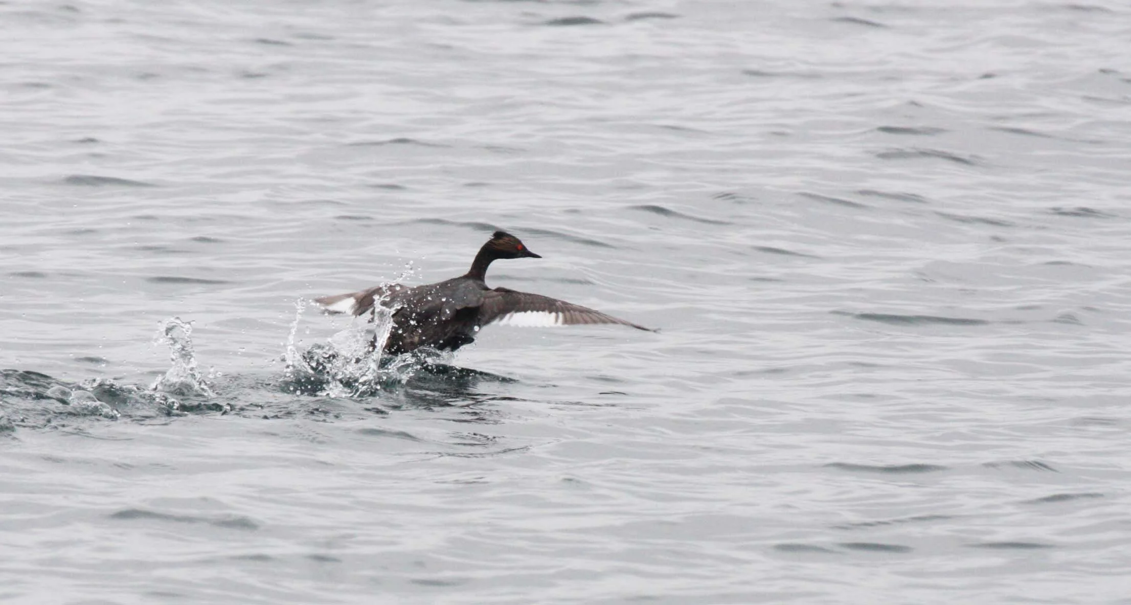 Eared Grebe (Podiceps nigricollis) Bahia de Loreto Isla Montserrat Baja Mexico (10).JPG