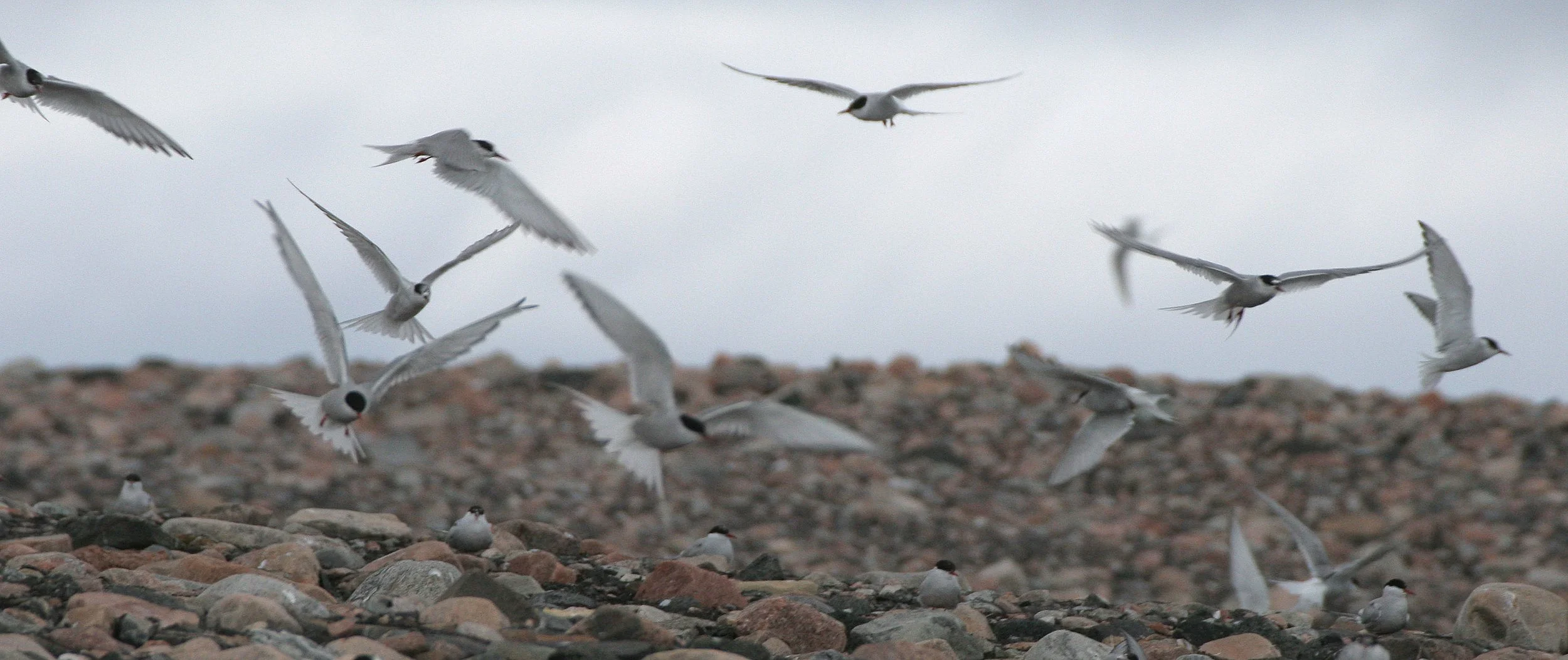 BIRD - TERN - ARCTIC TERN - SVALBARD (37).jpg