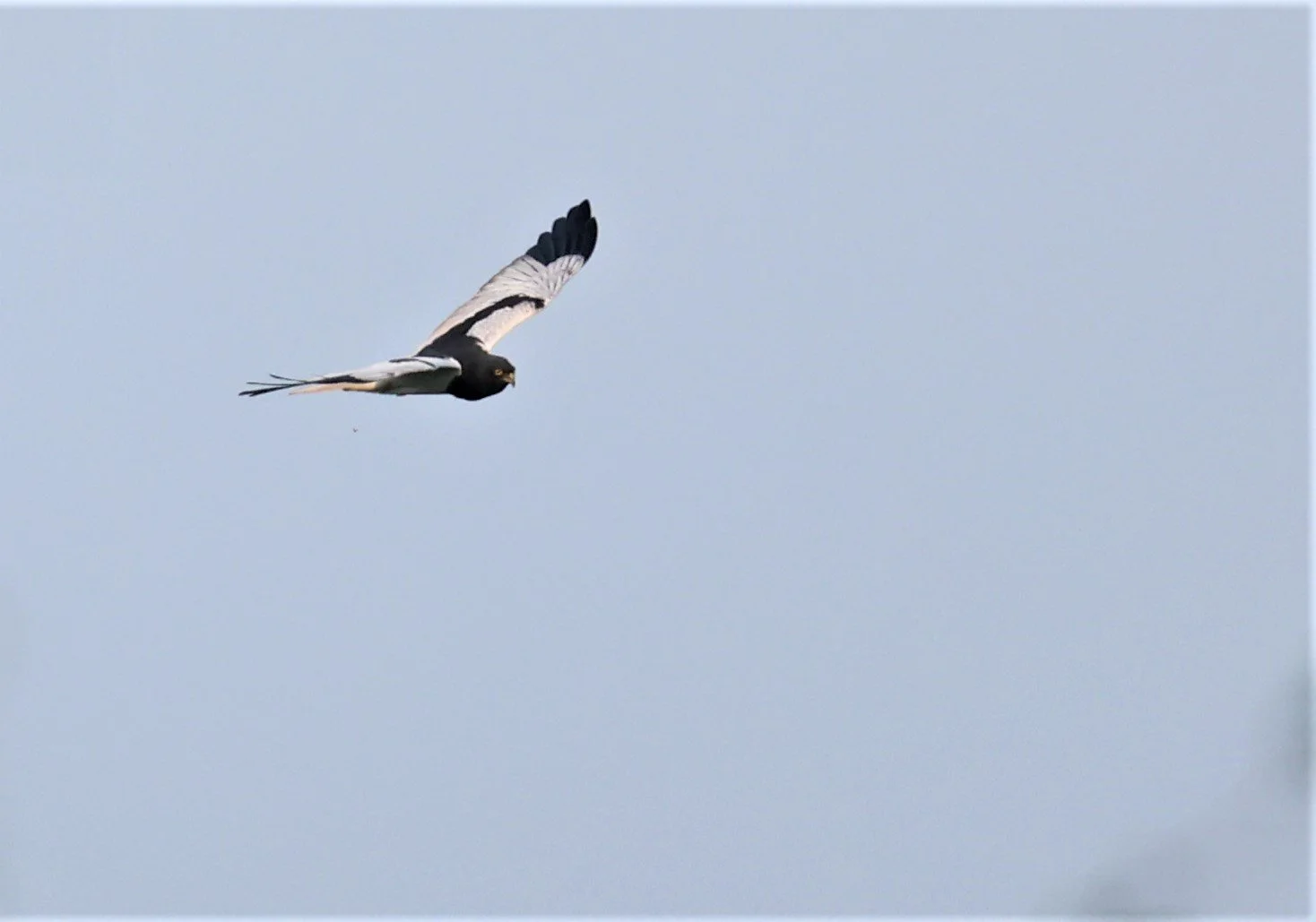 HARRIER - PIED HARRIER - Circus melanoleucos - YONOK CHIANG SAEN CHIANG RAI - ROOST (17).JPG