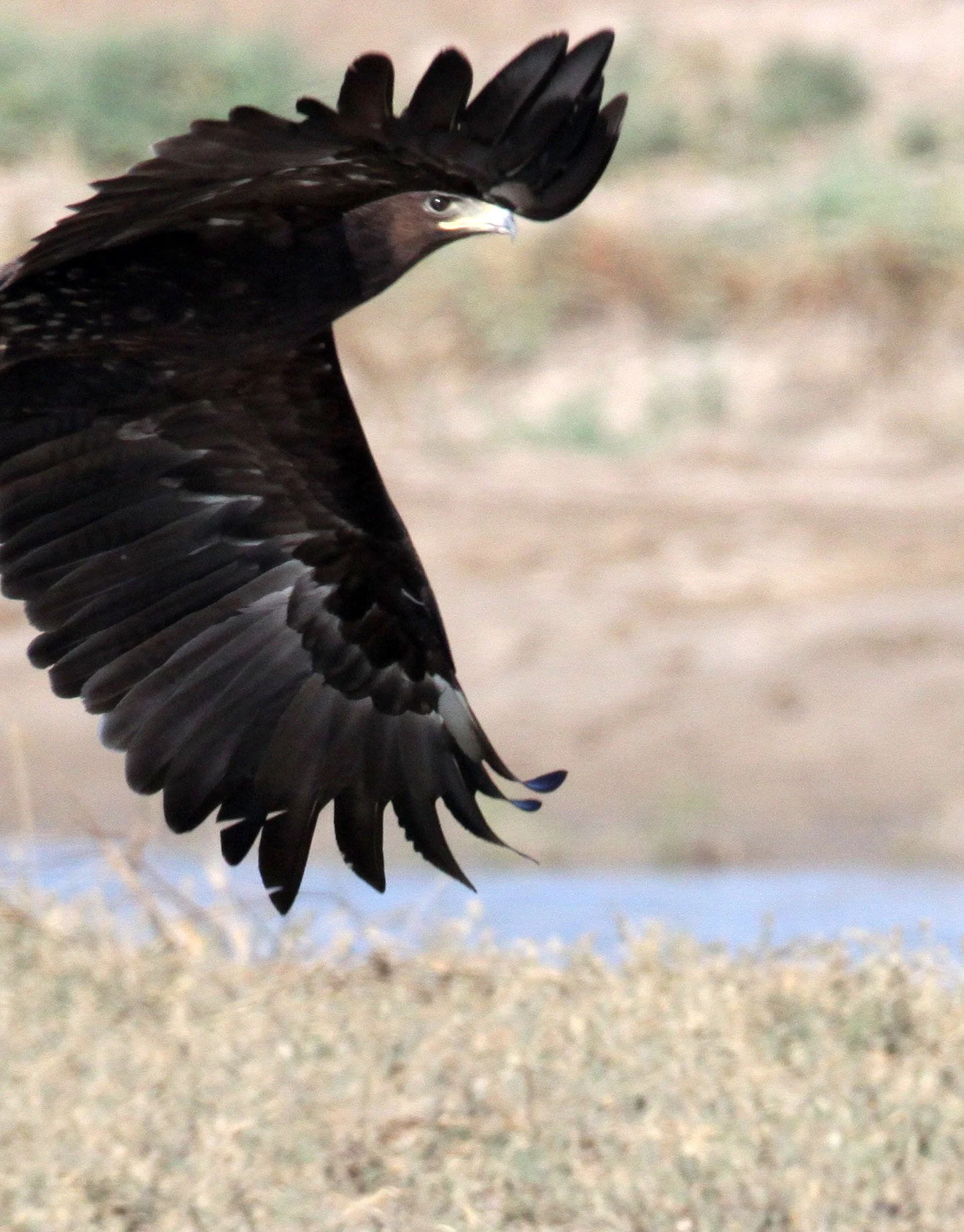 Clanga clanga - GREATER SPOTTED EAGLE - AQUILA CLANGA - LITTLE RANN OF KUTCH GUJARAT INDIA (39).JPG