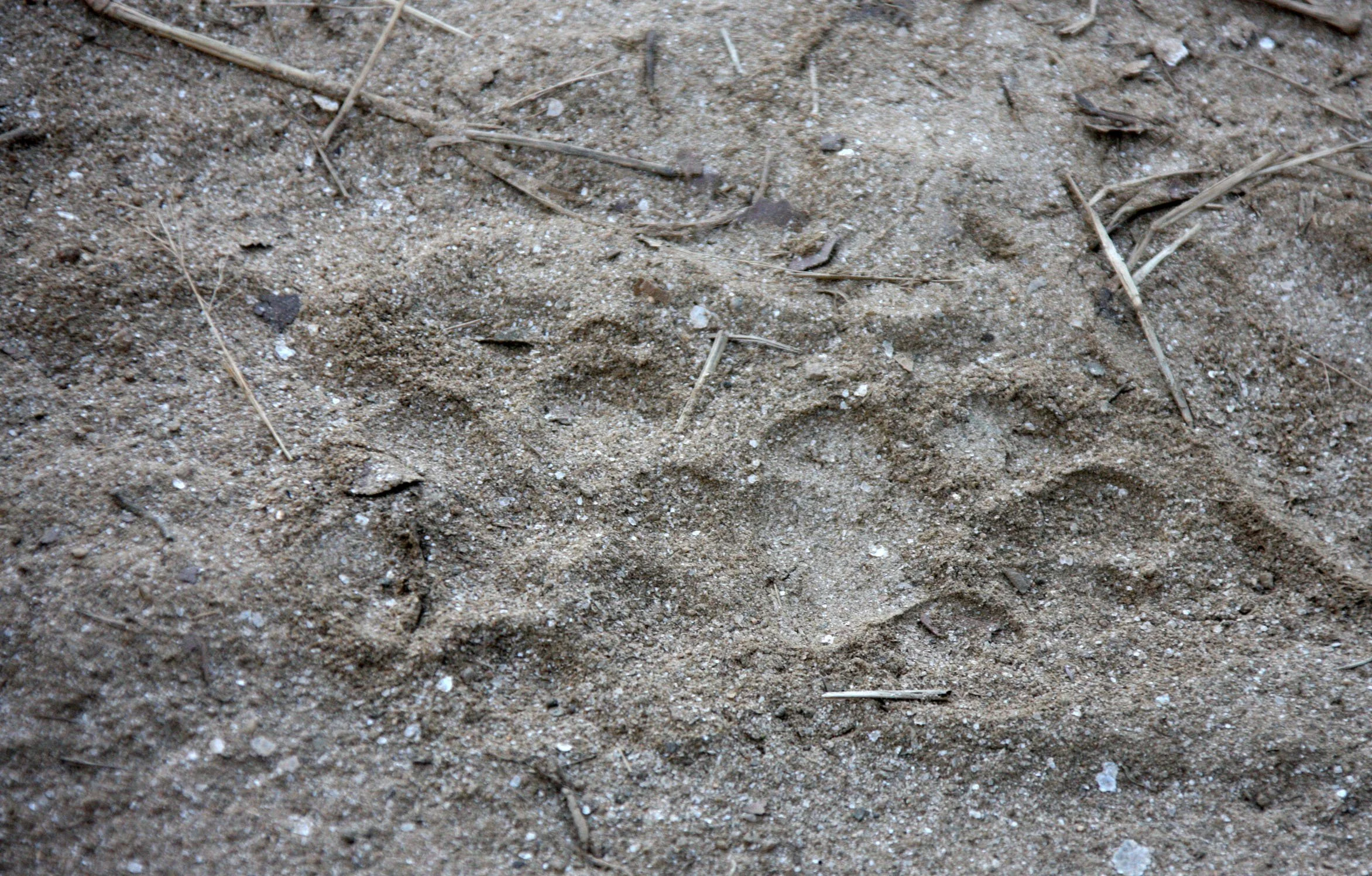 Panthera tigris tigris - BENGAL TIGER - SIGN - KANHA NATIONAL PARK MADHYA PRADESH INDIA (7).JPG