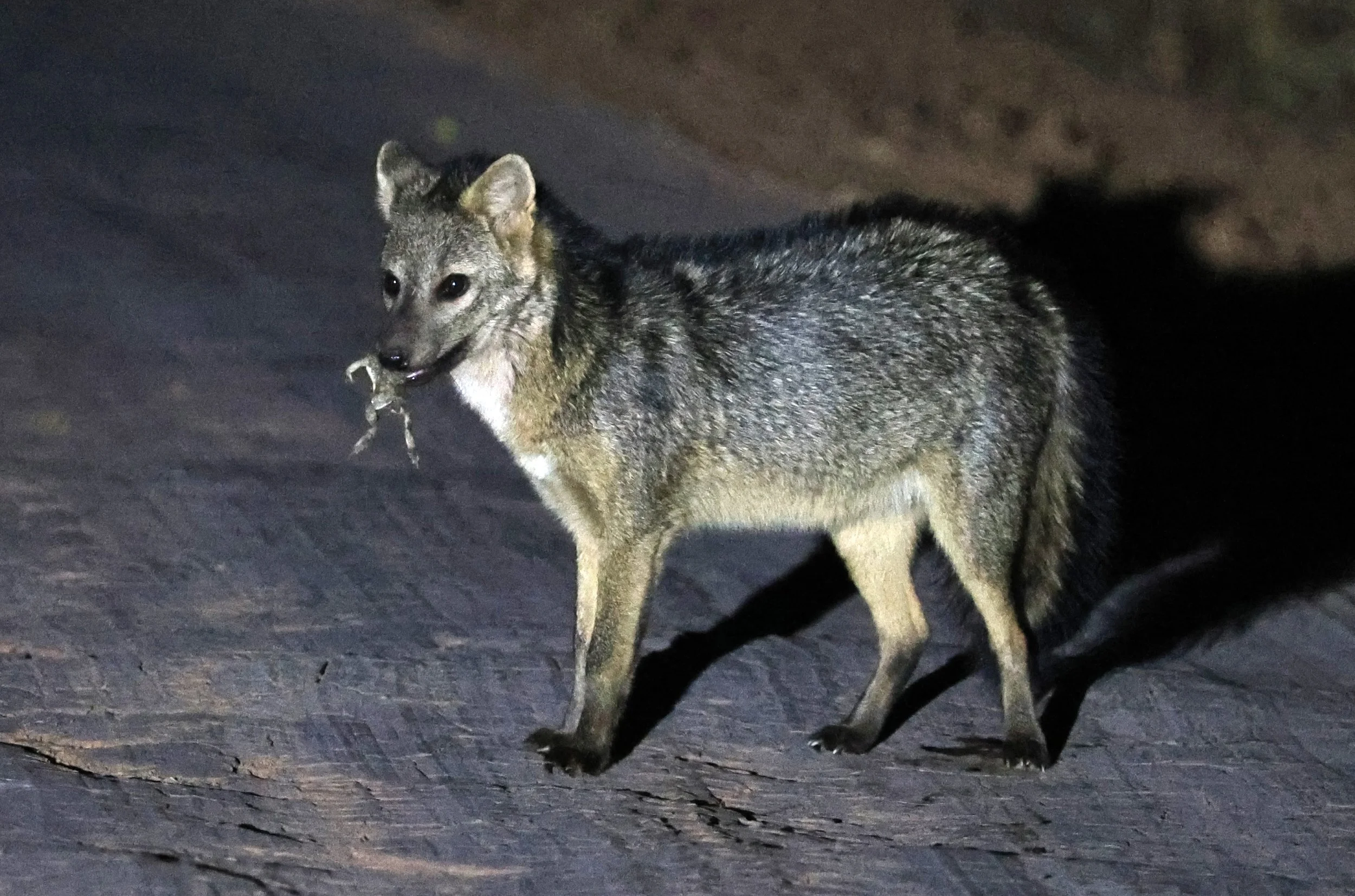Crab-eating Fox (Cerdocyon thous) Agua Dulce Paraguay (21).jpg