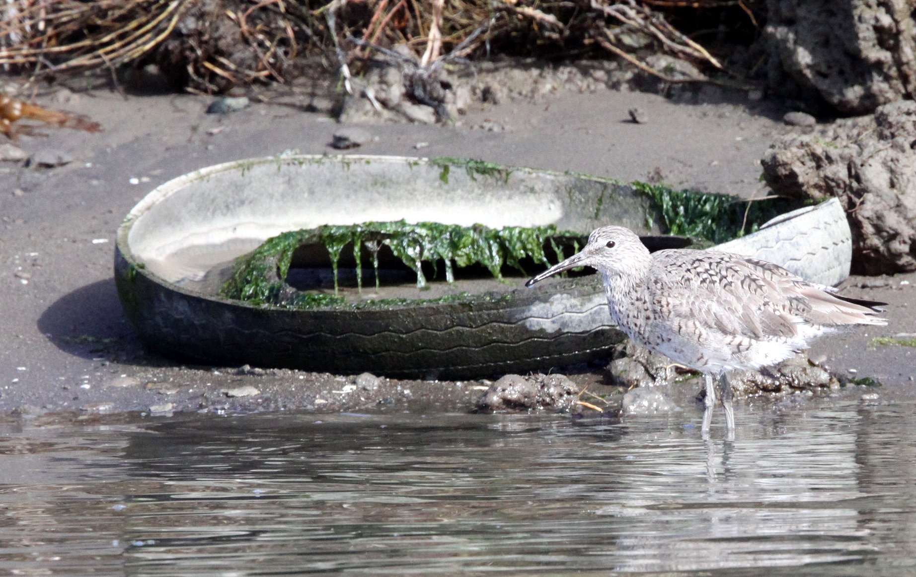 BIRD - WILLET - ELKHORN SLOUGH CALIFORNIA.JPG