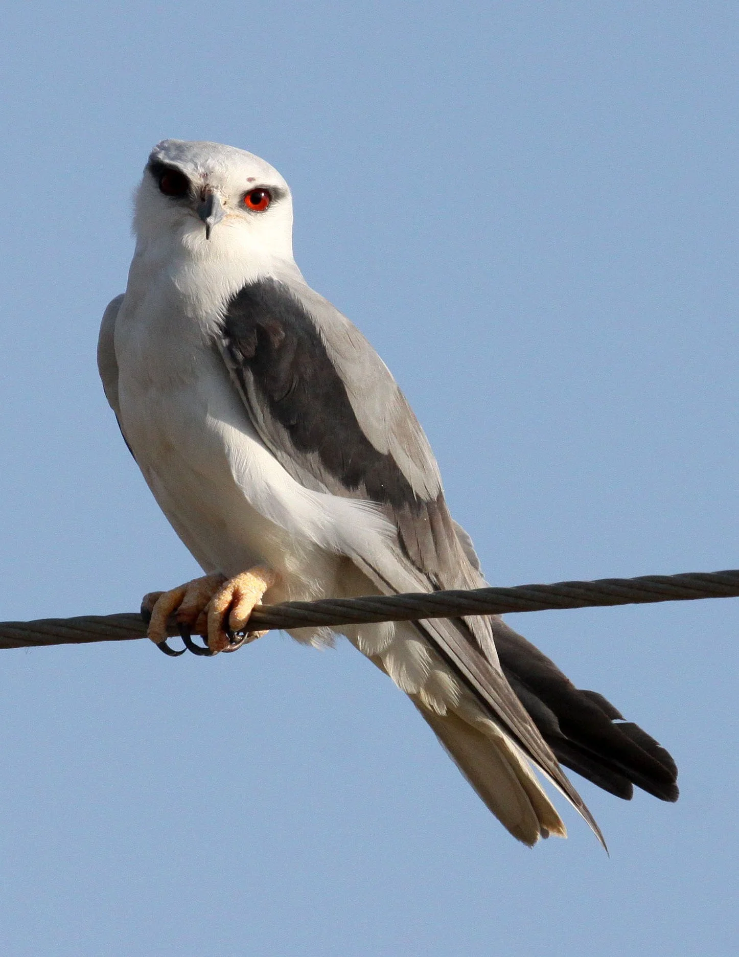 Elanus caeruleus vociferus - BLACK-SHOULDERED KITE - LITTLE RANN OF KUTCH GUJARAT INDIA (8).JPG