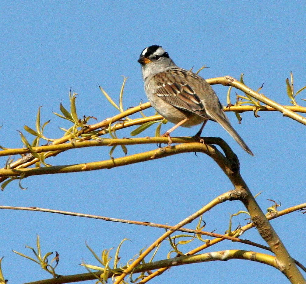 White-crowned Sparrow (Zonotrichia leucophrys) Lake Farm Woods Olympic Peninsula Washington (20).JPG