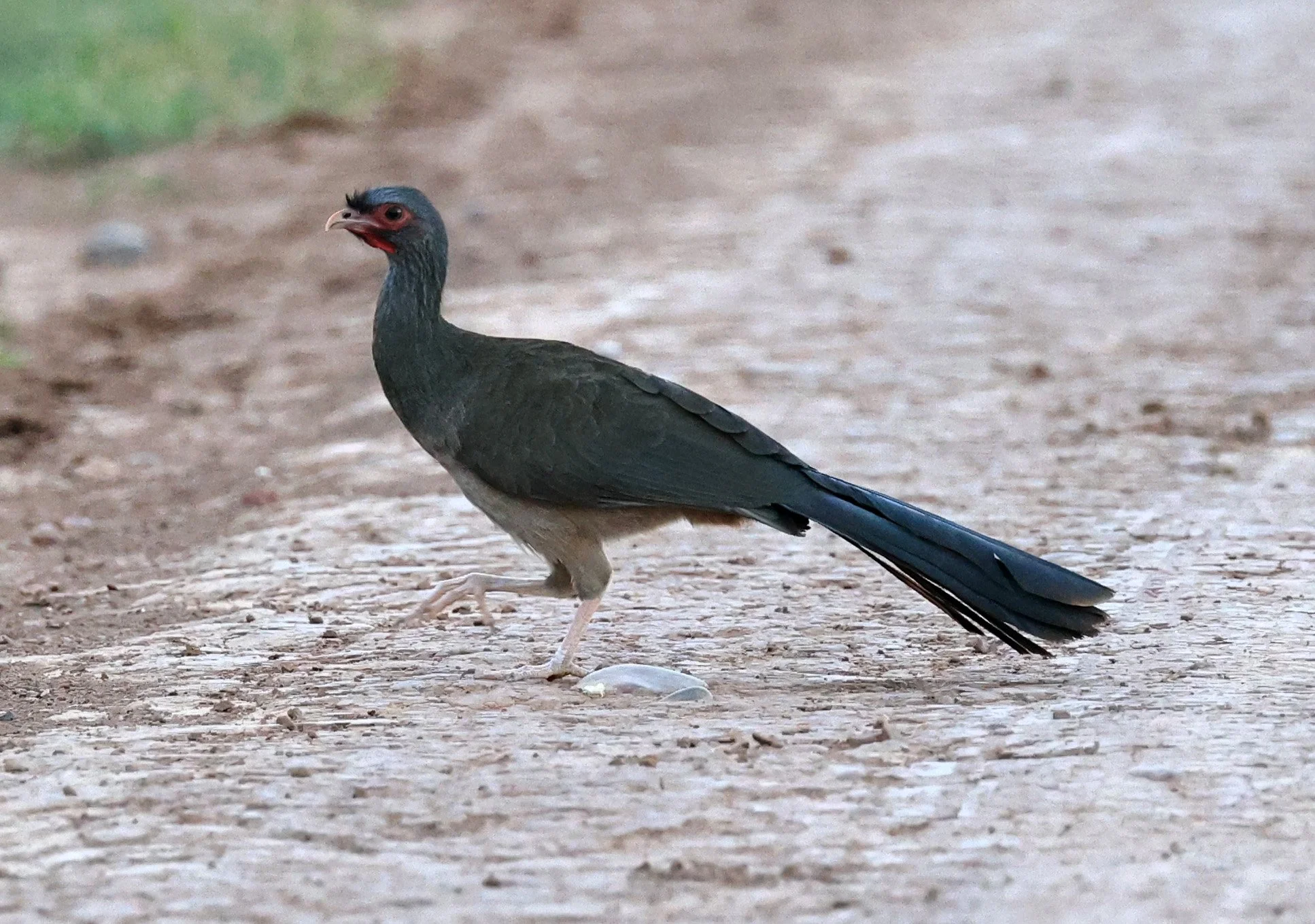 Chaco chachalaca (Ortalis canicollis) 