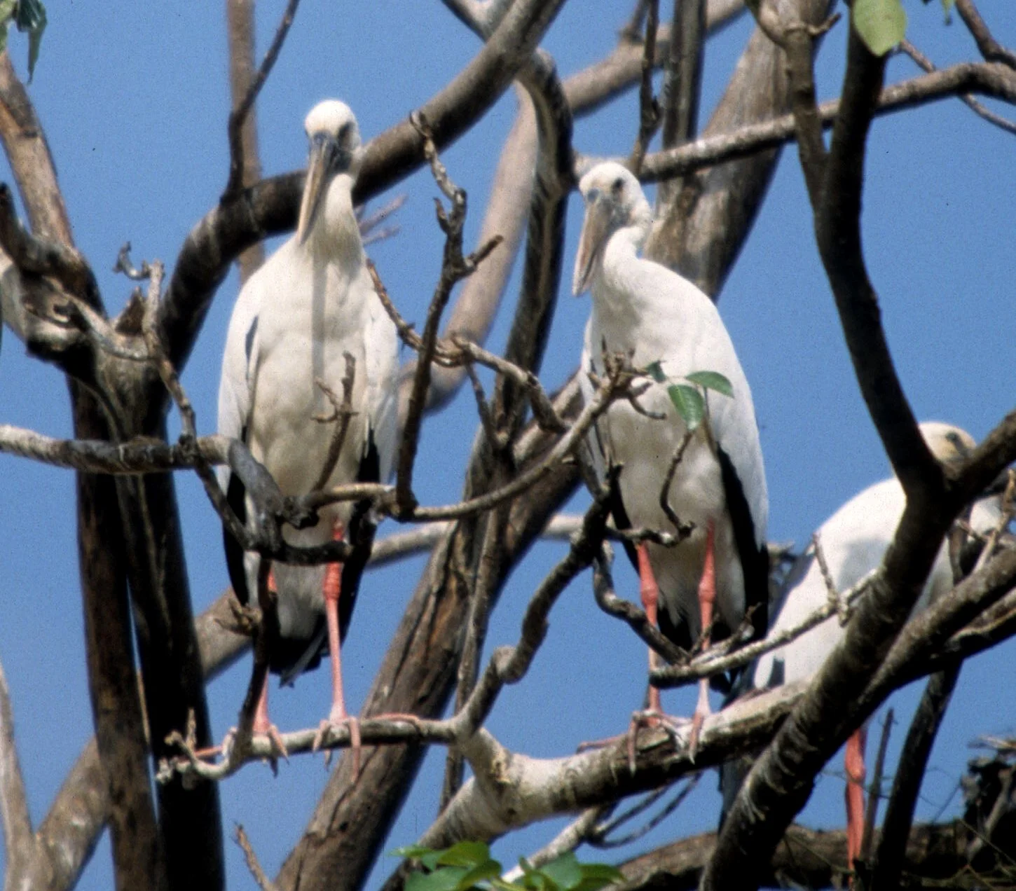 STORK - ASIAN OPENBILL - Anastomus oscitans - AYUDTHAYA - CHAO PRAYA RIVER RIPARIAN ZONE (8).jpg