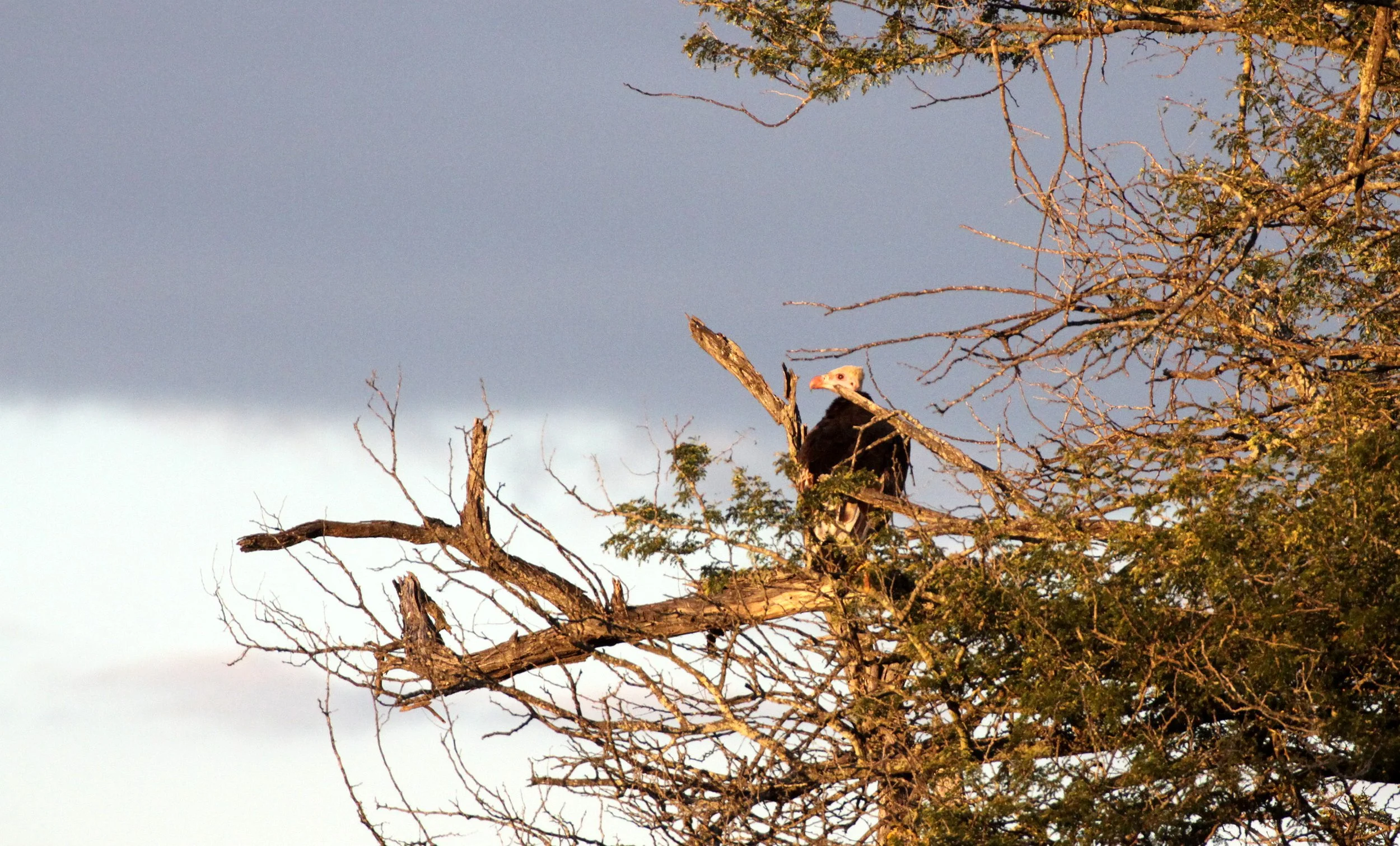 Trigonoceps occipitalis - WHITE-HEADED VULTURE - KURGER NATIONAL PARK SOUTH AFRICA (3).JPG
