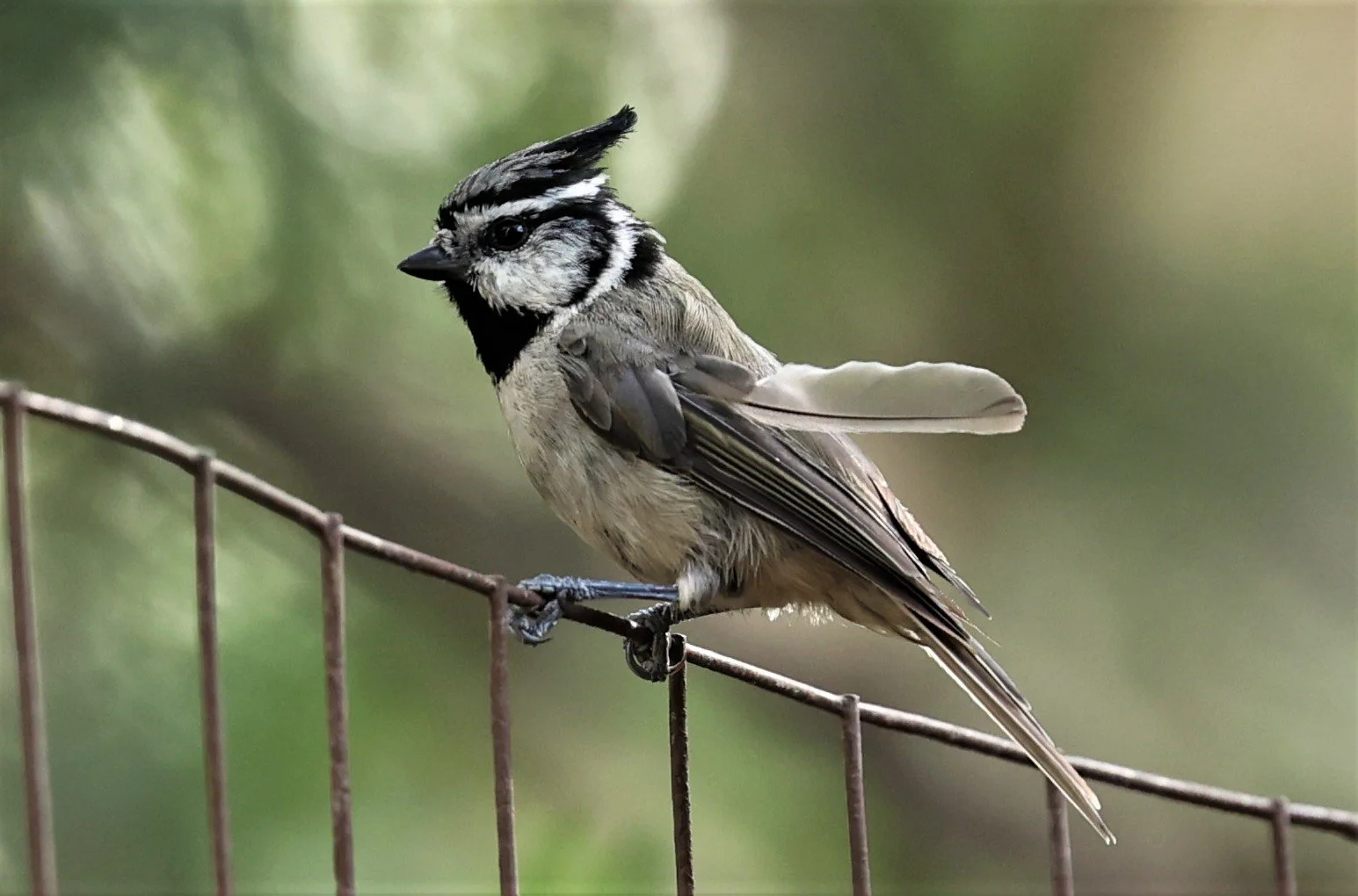 Bridled Titmouse (Baeolophus wollweberi) Cave Creek Arizona (6).jpg
