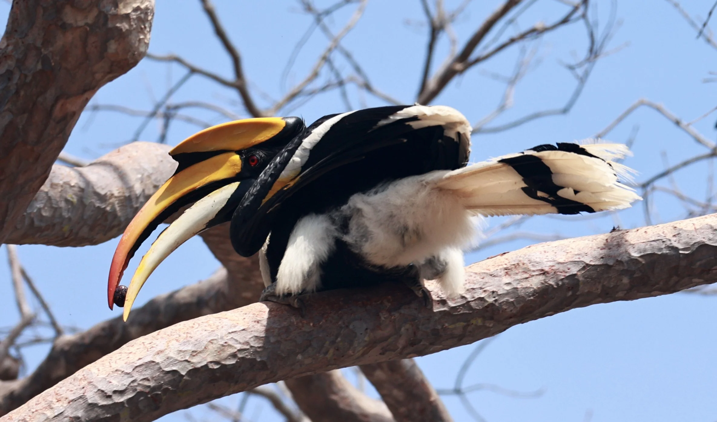 Great hornbill (Buceros bicornis) Pak Chong Mu Si Municipality Feb 2026 (15).jpg