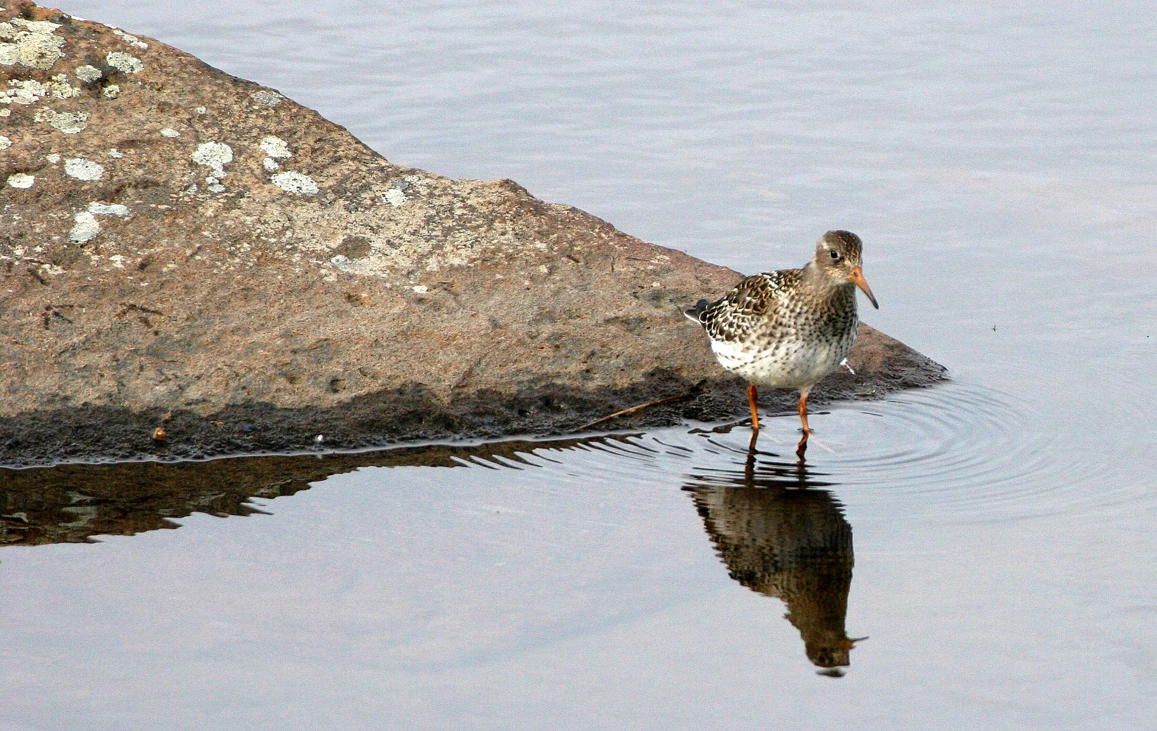 BIRD - SANDPIPER - PURPLE SANDPIPER - SVALBARD (14).jpg