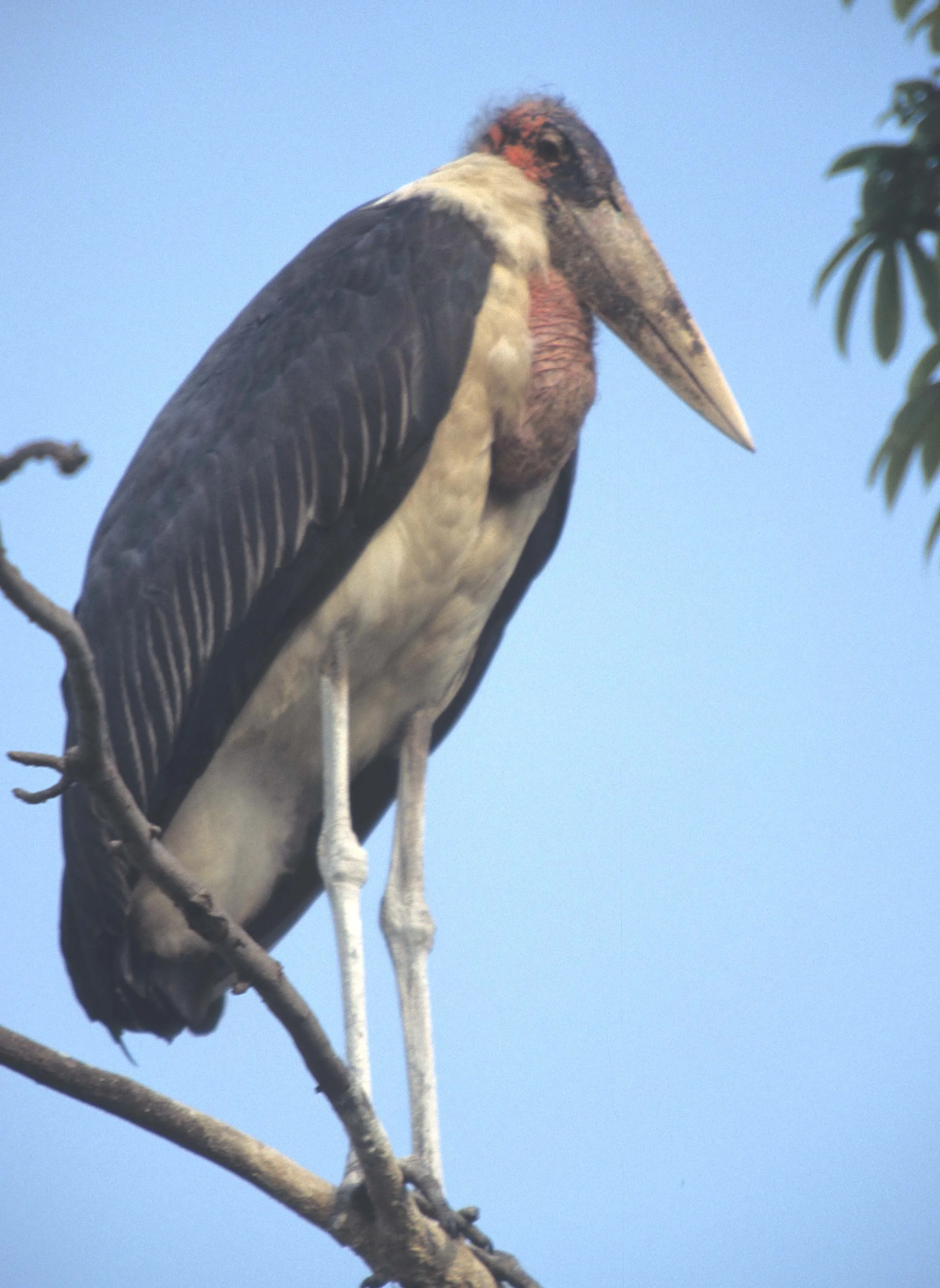 STORK - MARABOU STORK - Leptoptilos crumenifer - OKAVANGO DELTA BOTSWANA (1).jpg