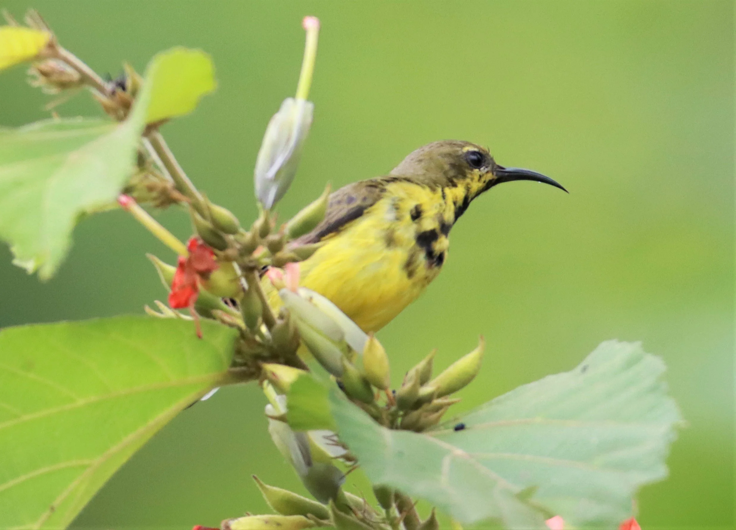 SUNBIRD - OLIVE-BACKED SUNBIRD - Nectarinia jugularis - NONG YA PLONG PETCHABURI (66).jpg