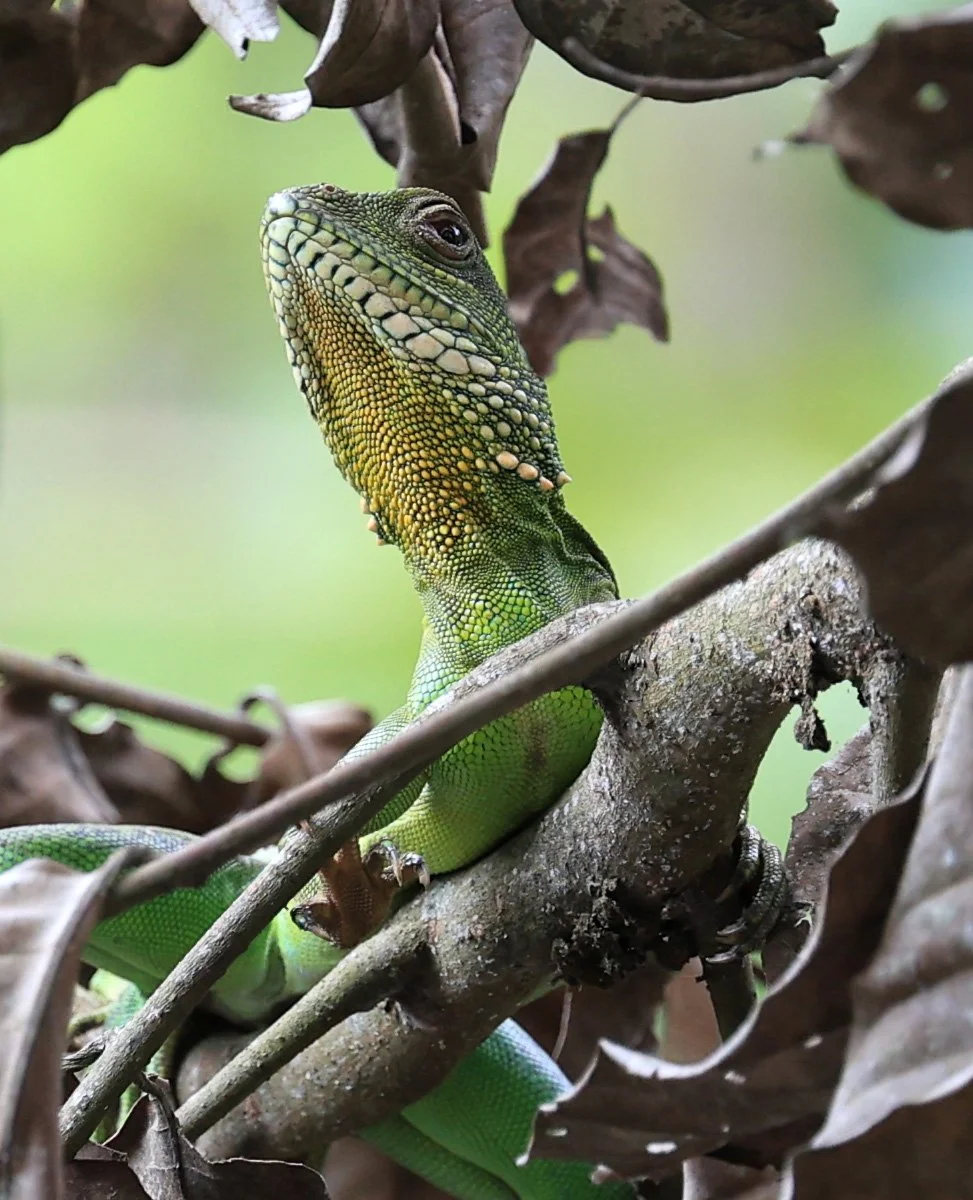Chinese Water Dragon (Physignathus cocincinus) Khao Yai National Park Feb 2026 Day 3 (9).jpg