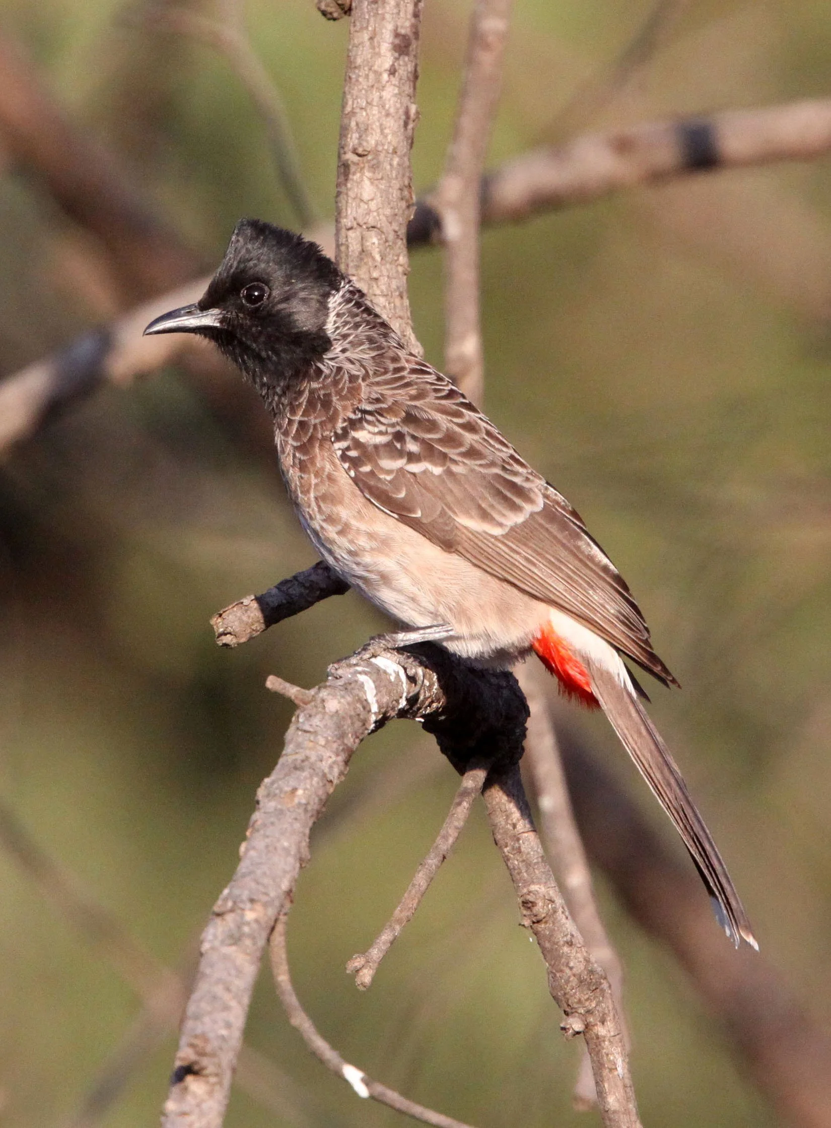 BULBUL - RED-VENTED BULBUL - Pycnonotus cafer - GIR FOREST GUJARAT INDIA (6).JPG