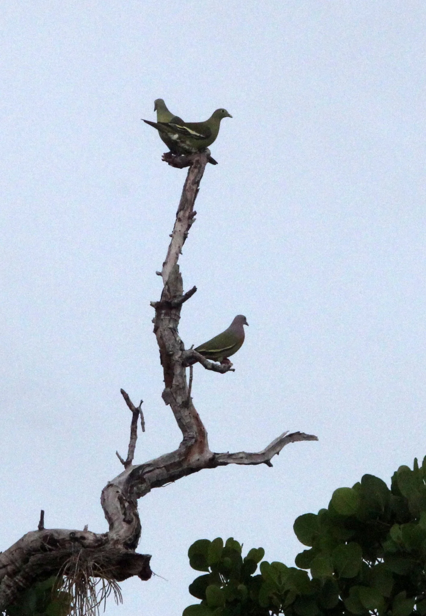 Pink-necked green pigeon (Treron vernans) Tangkoko NP Sulawesi Indonesia (7).JPG