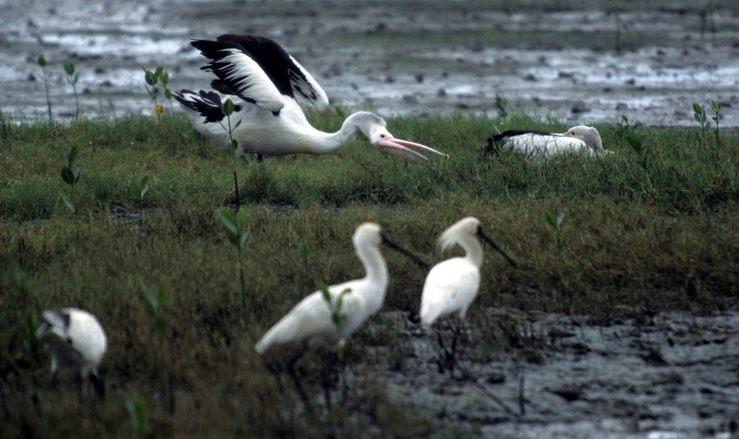 BIRD - PELICAN - AUSTRALIAN PELICAN - CAIRNES HARBOR A.jpg