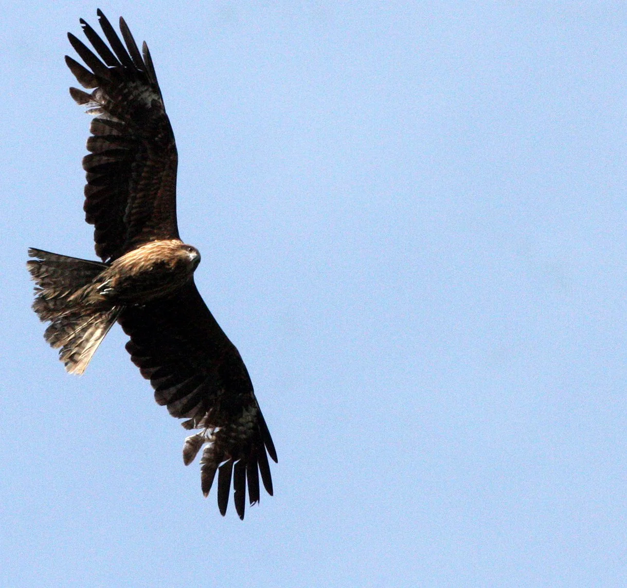 Milvus migrans lineatus - BLACK-EARED KITE - KYOTO JAPAN (6).JPG