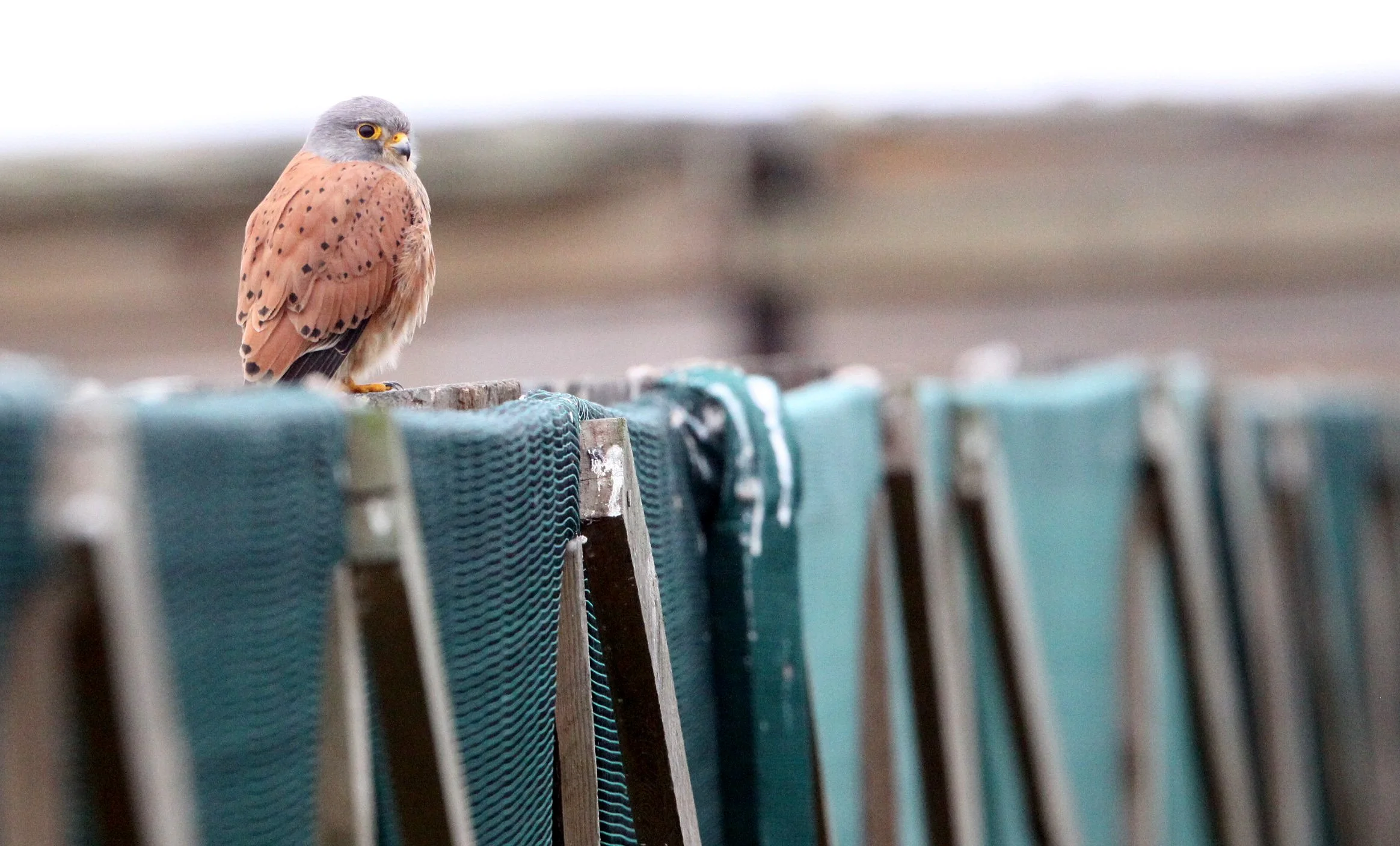 BIRD - KESTREL - ROCK KESTREL - FALCO RUPICOLIS - WEST COAST NATIONAL PARK SOUTH AFRICA (3).JPG
